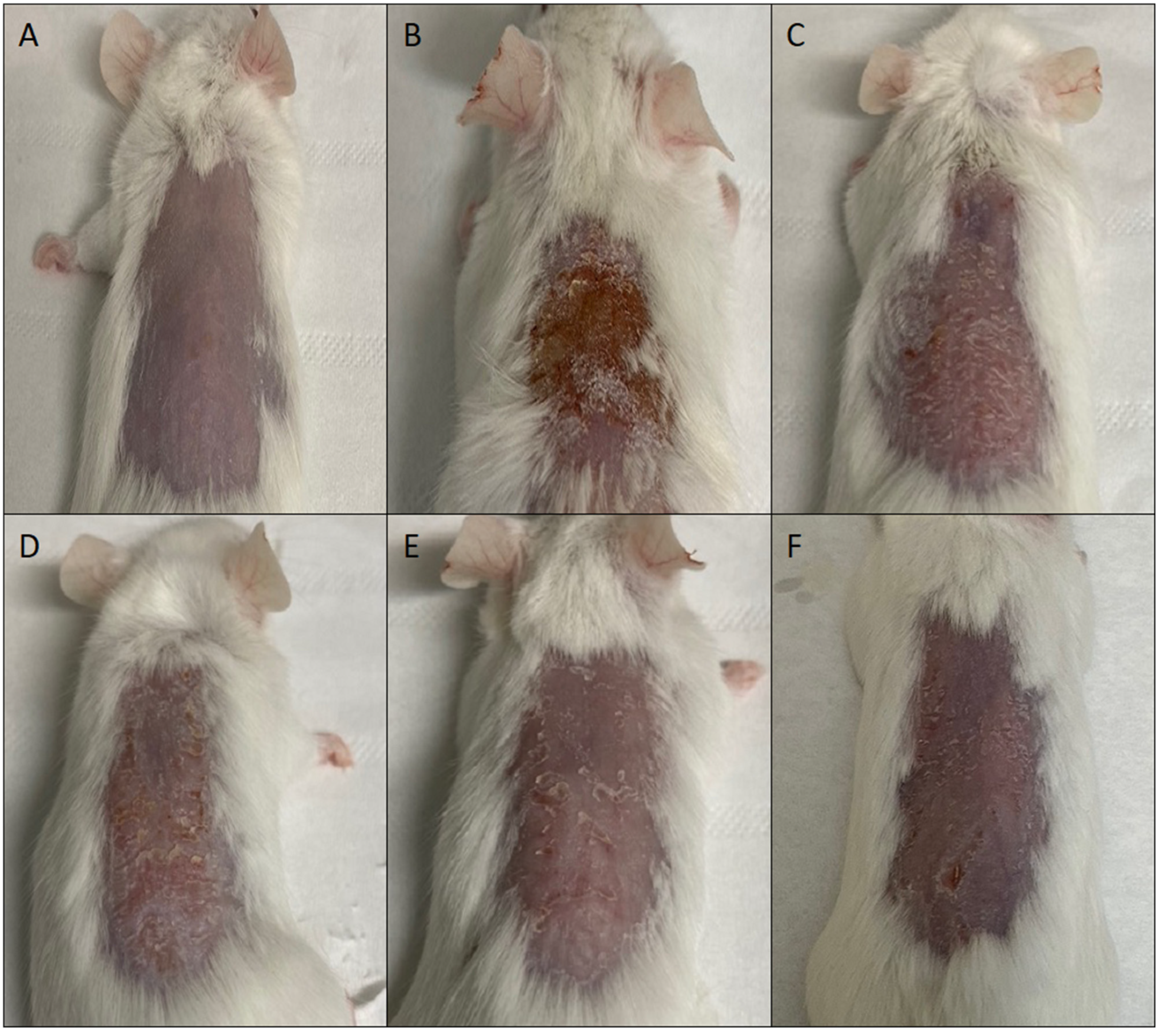 Pharmaceutics 14 02558 g006