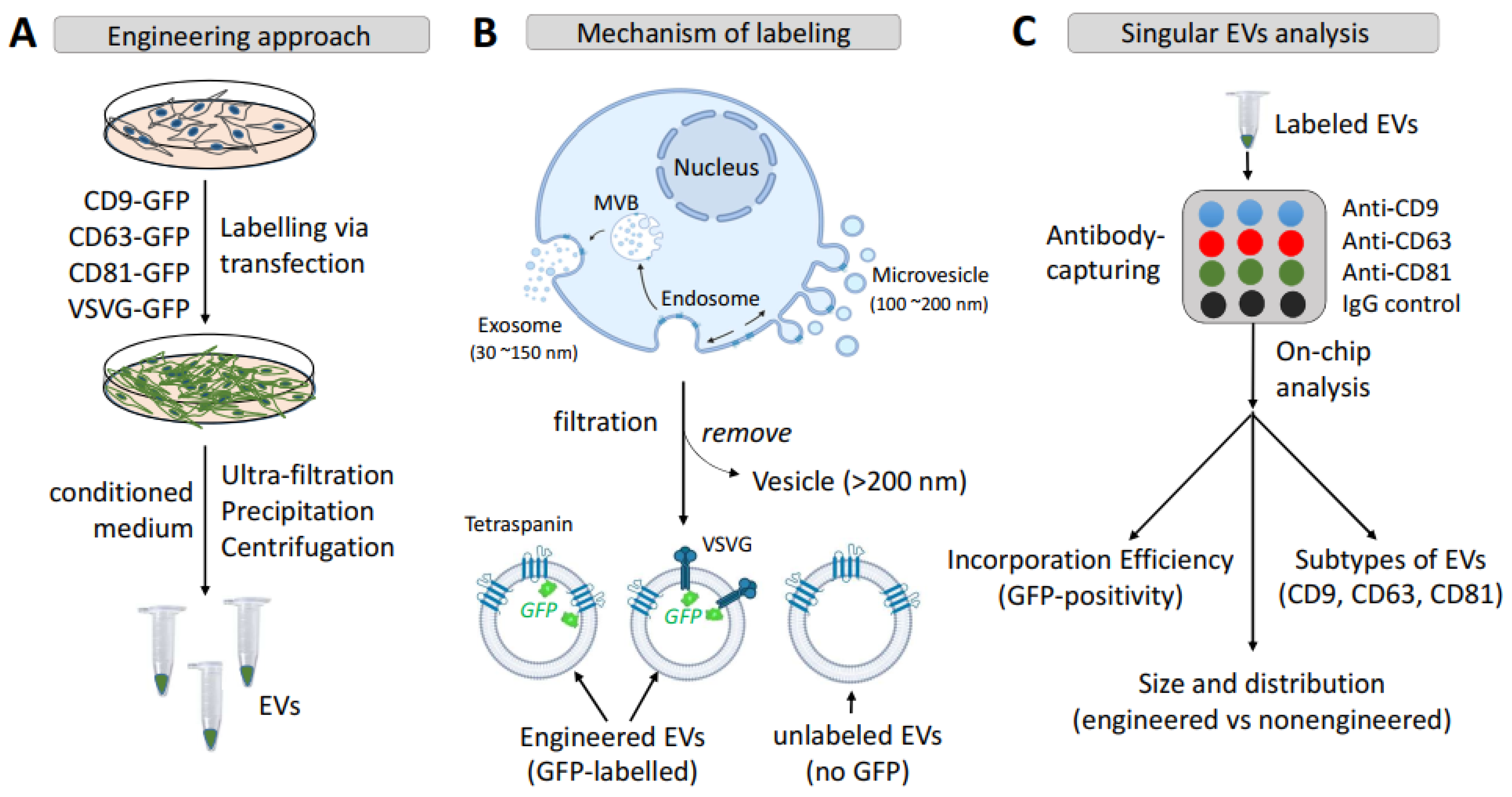 Pharmaceutics 14 02564 g001 Pharmaceutics 14 02564 g001