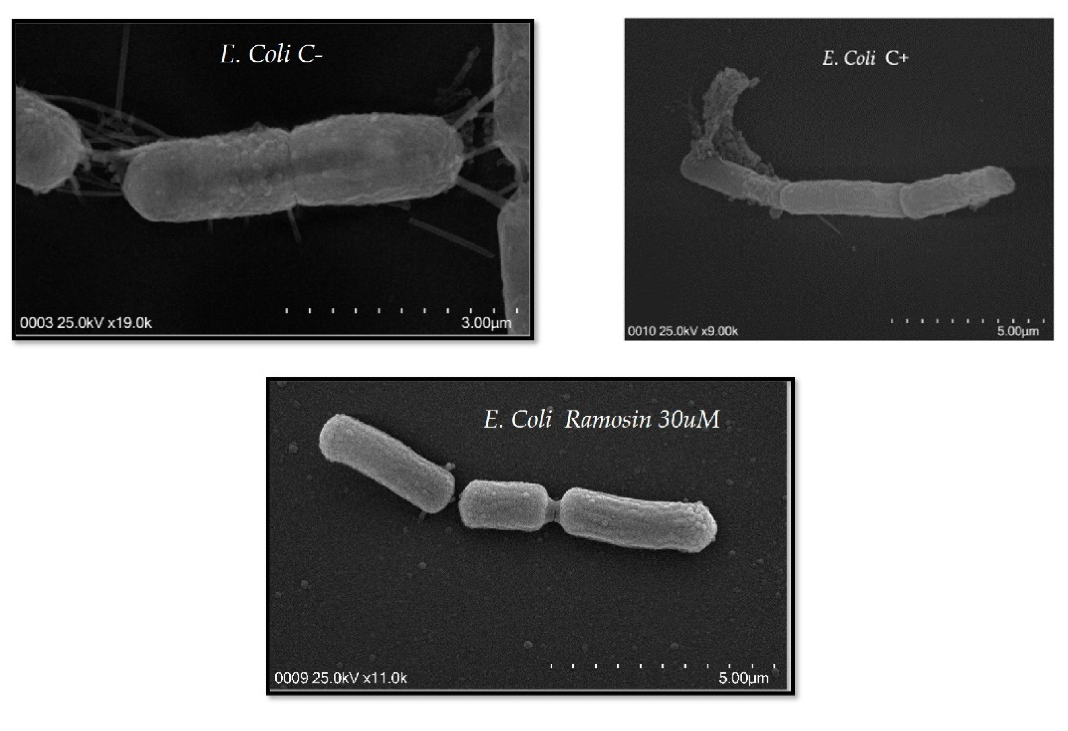 Pharmaceutics 14 02579 g005 Pharmaceutics 14 02579 g005
