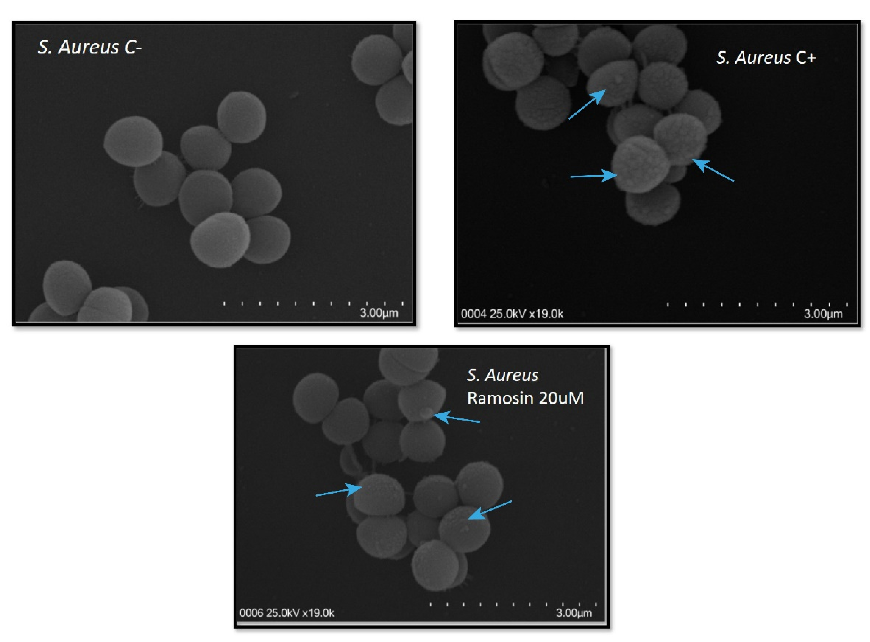 Pharmaceutics 14 02579 g006 Pharmaceutics 14 02579 g006