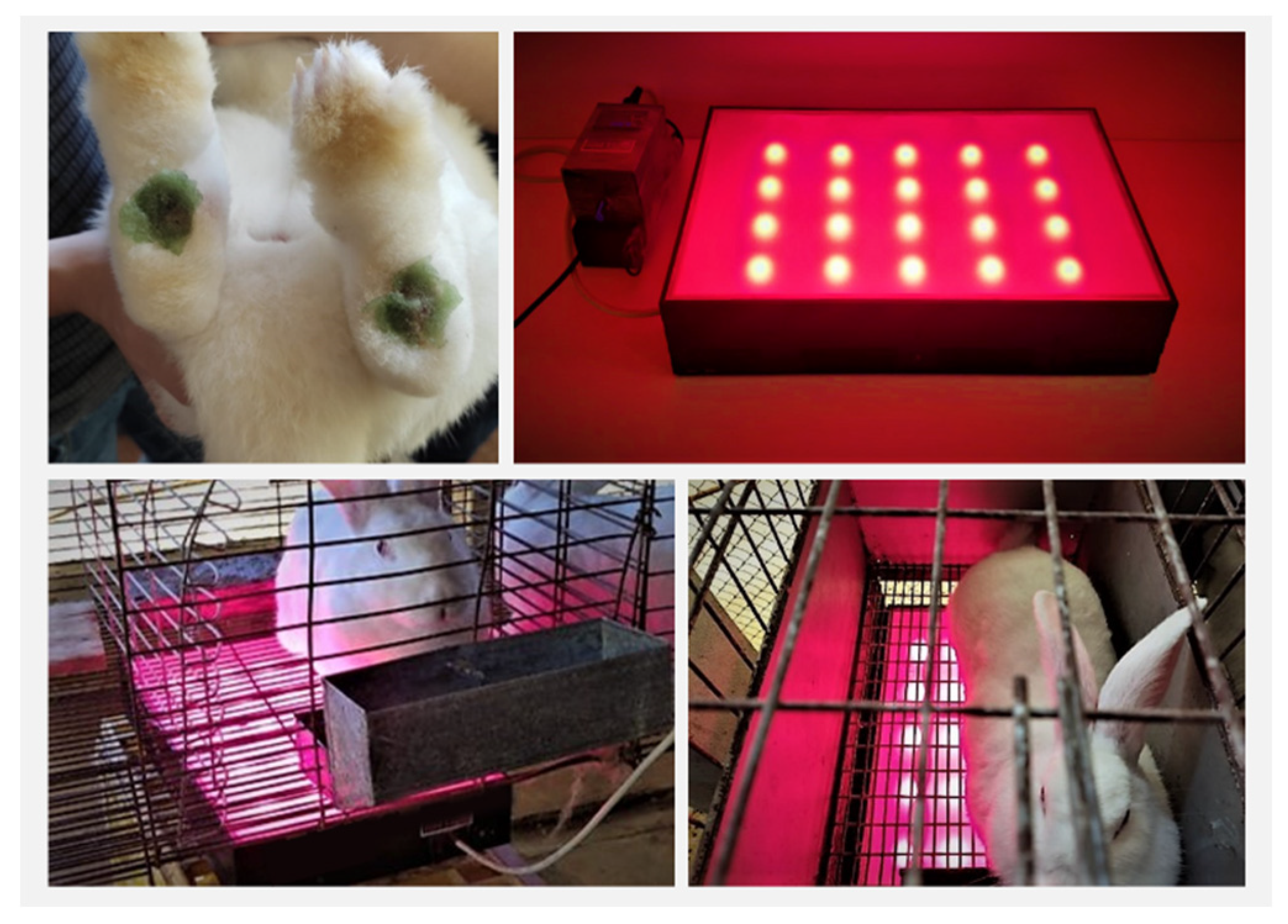 Pharmaceutics 14 02580 g003 Pharmaceutics 14 02580 g003