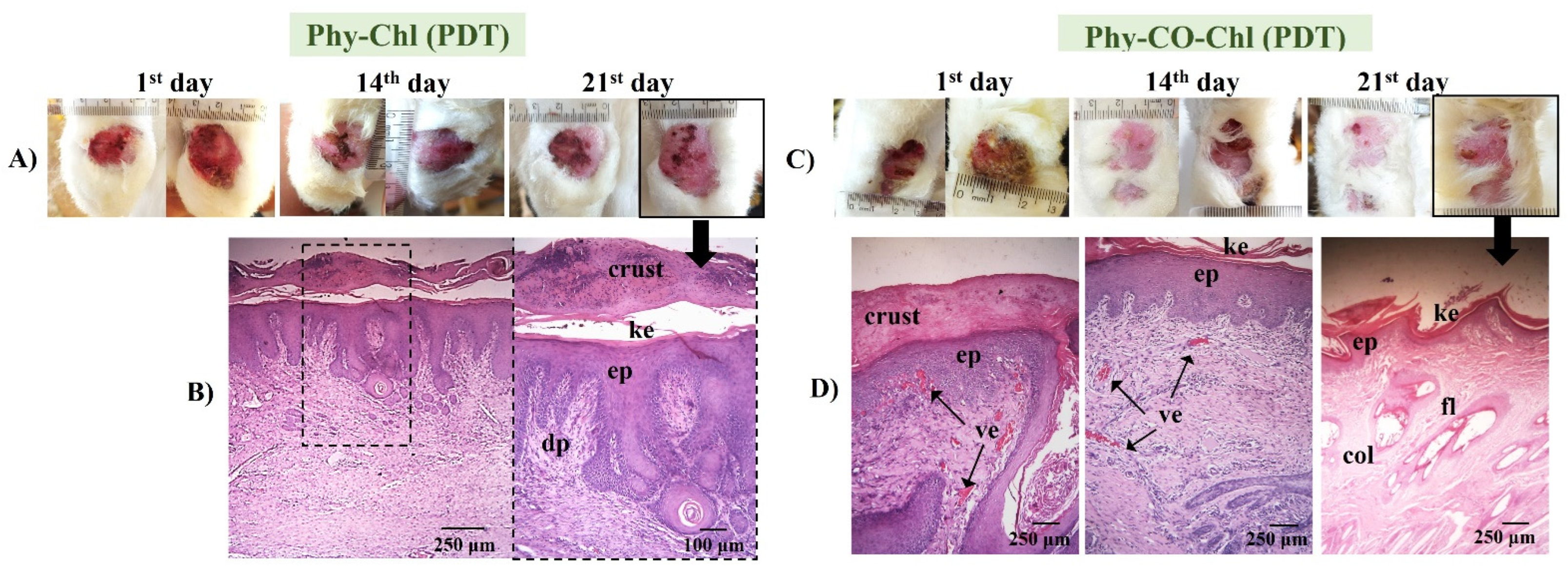 Pharmaceutics 14 02580 g014 Pharmaceutics 14 02580 g014