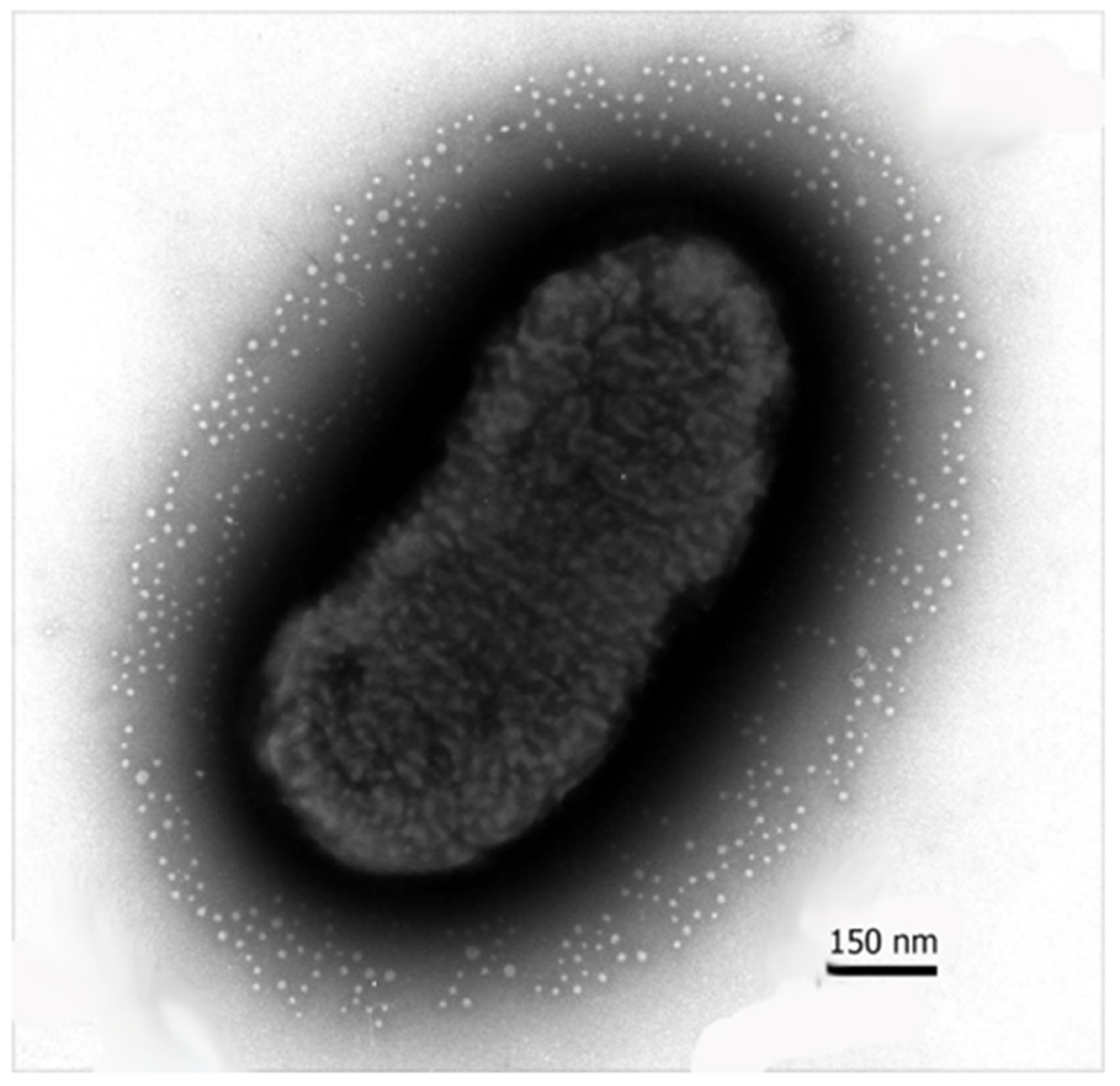 Pharmaceutics 14 02597 g001 Pharmaceutics 14 02597 g001
