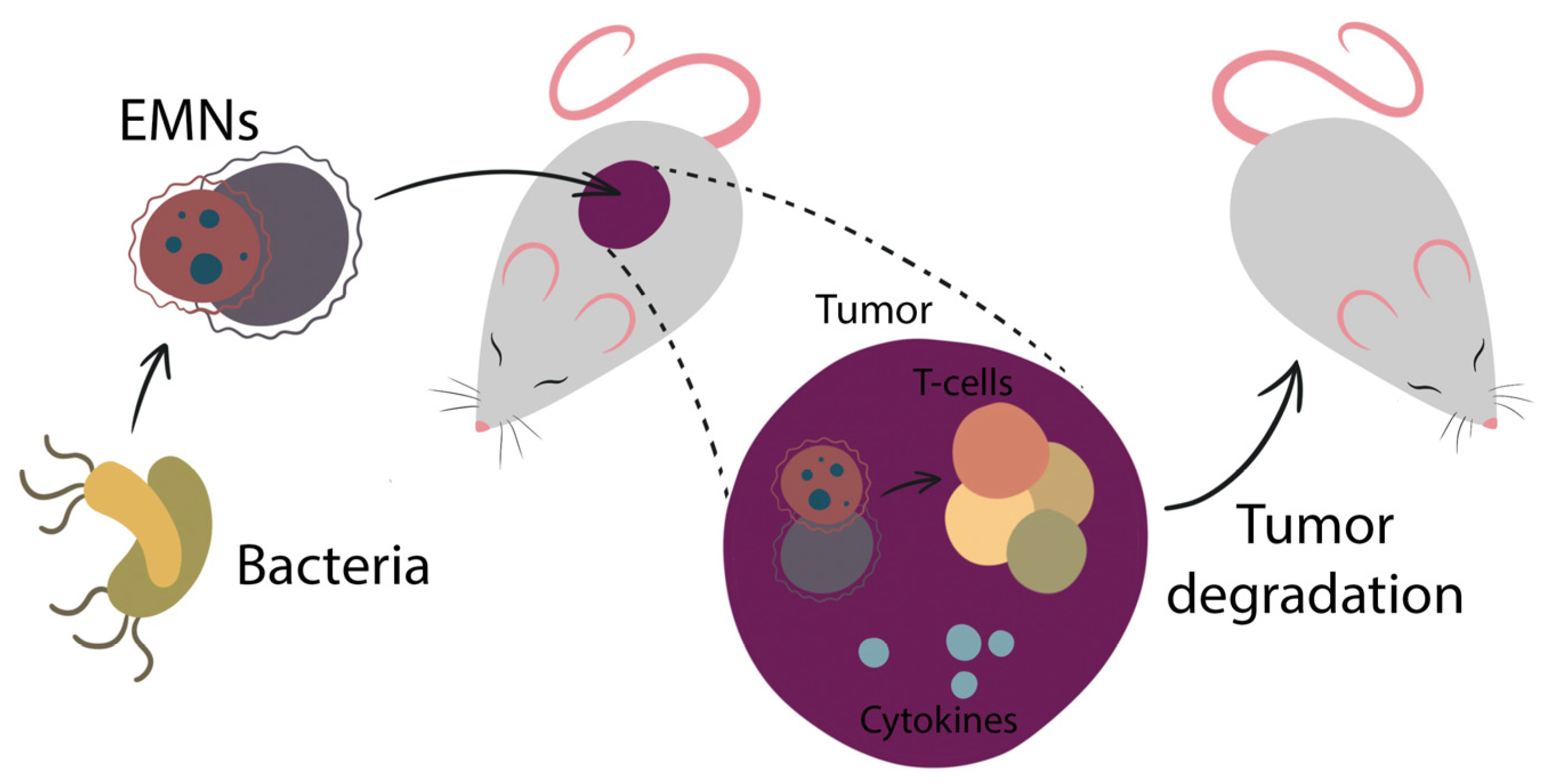 Pharmaceutics 14 02597 g002 Pharmaceutics 14 02597 g002