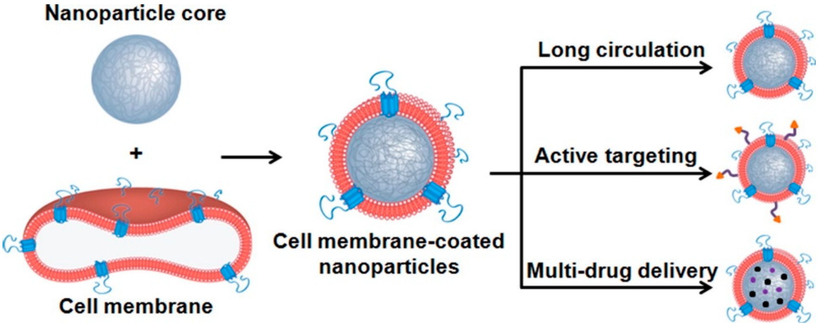 Pharmaceutics 14 02606 g002