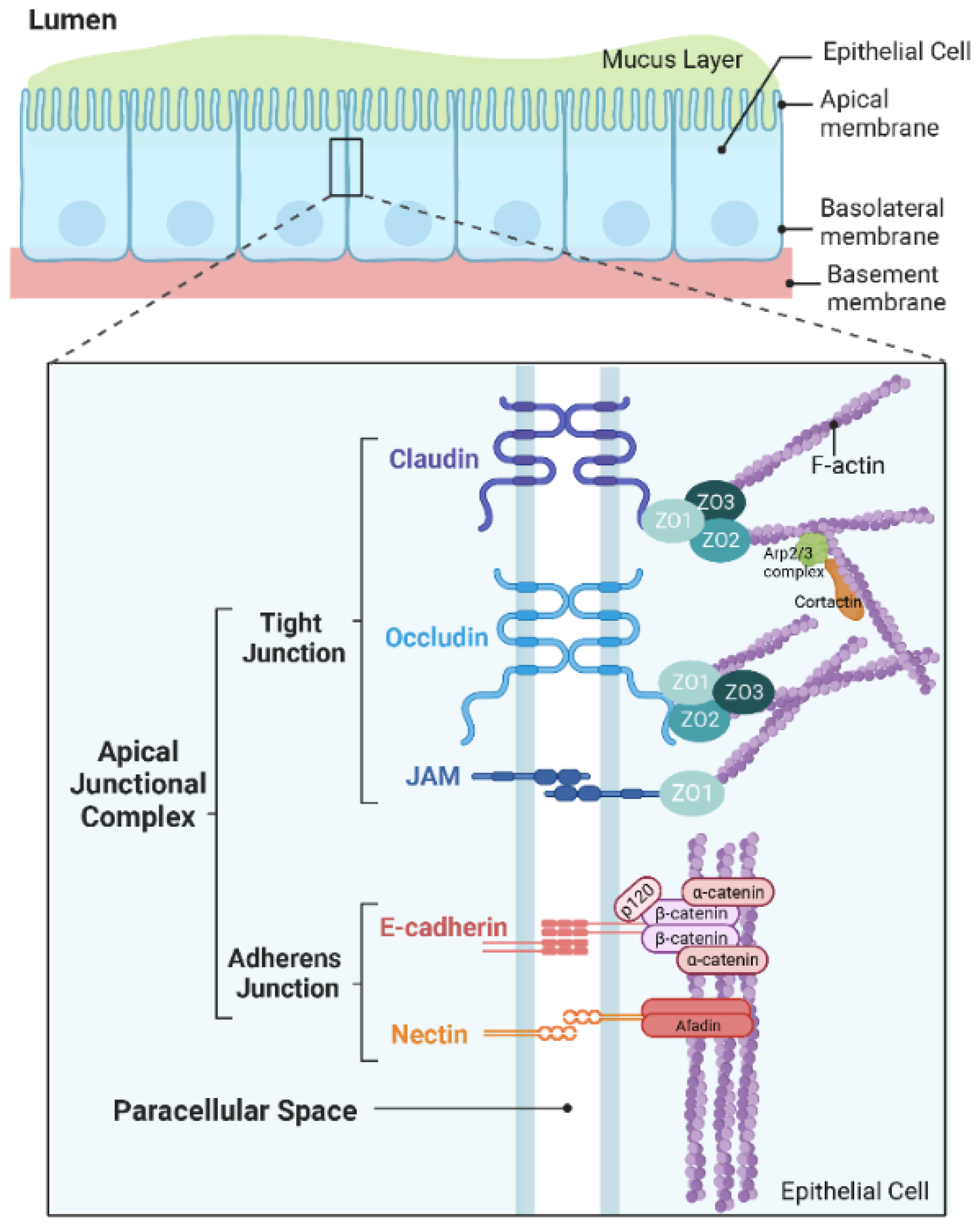 Pharmaceutics Free Full Text Airway Epithelial Cell Junctions As Targets For Pathogens And Antimicrobial Therapy