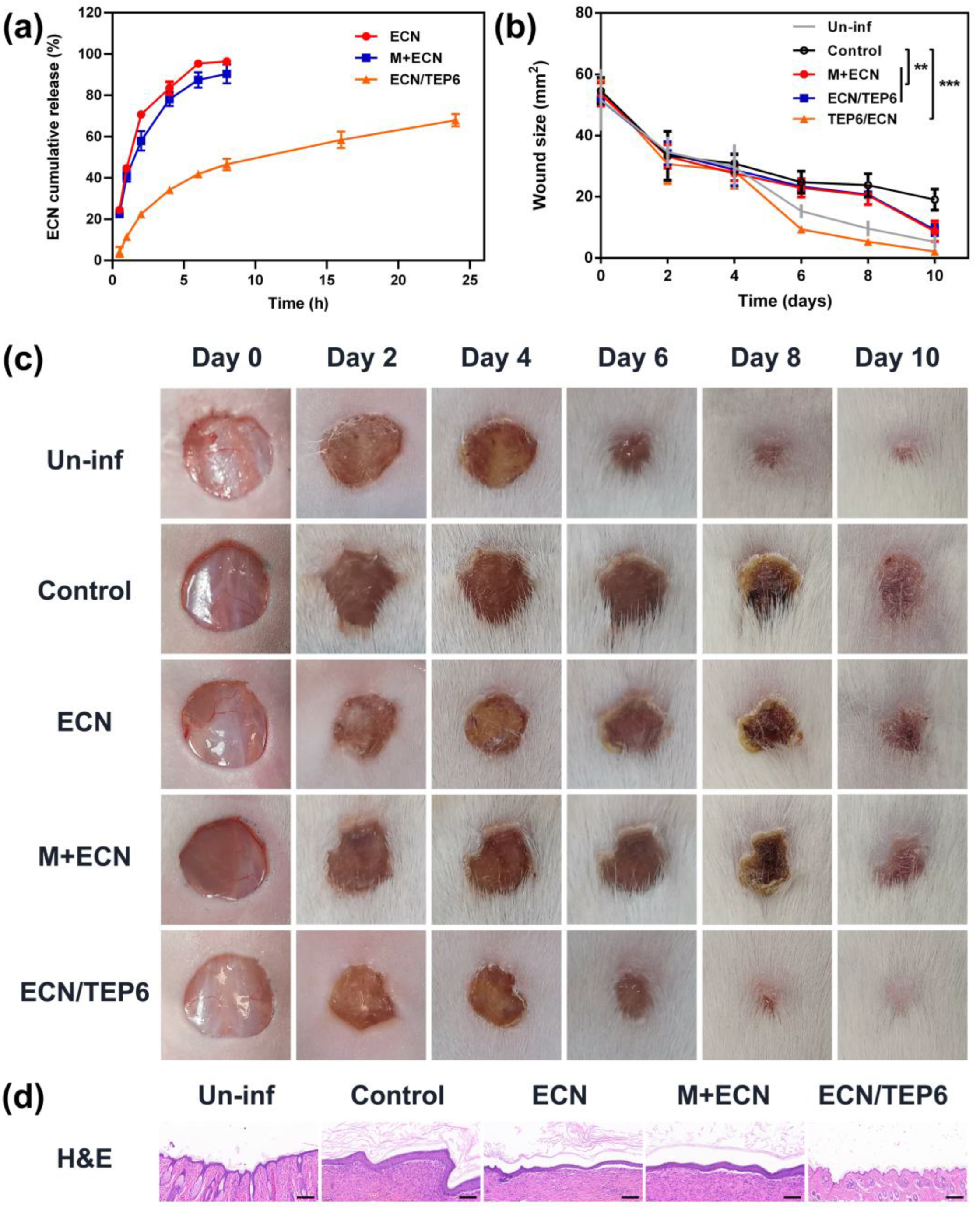 Pharmaceutics 14 02621 g005 Pharmaceutics 14 02621 g005