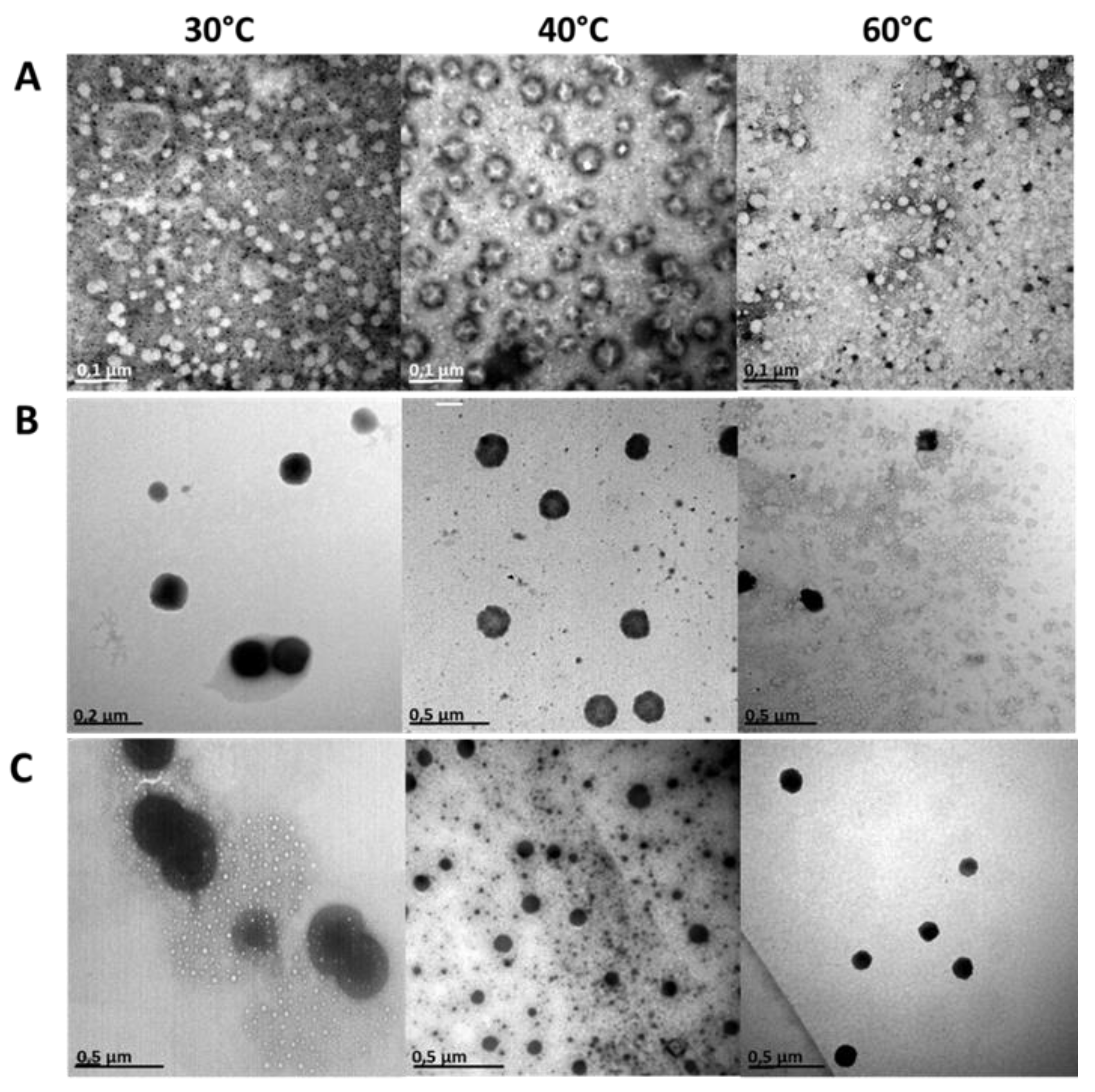 Pharmaceutics 14 02626 g006 Pharmaceutics 14 02626 g006
