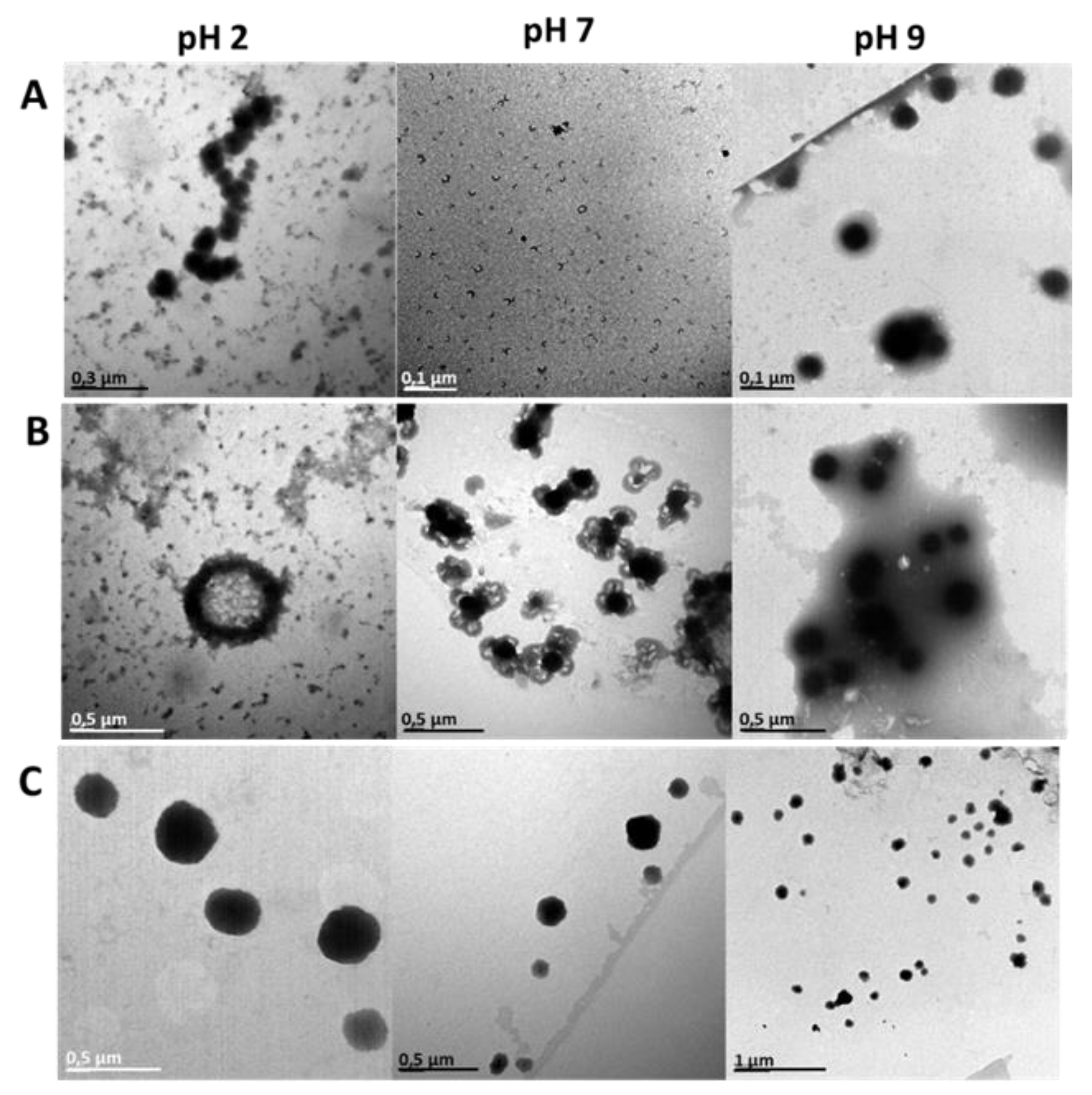Pharmaceutics 14 02626 g008 Pharmaceutics 14 02626 g008