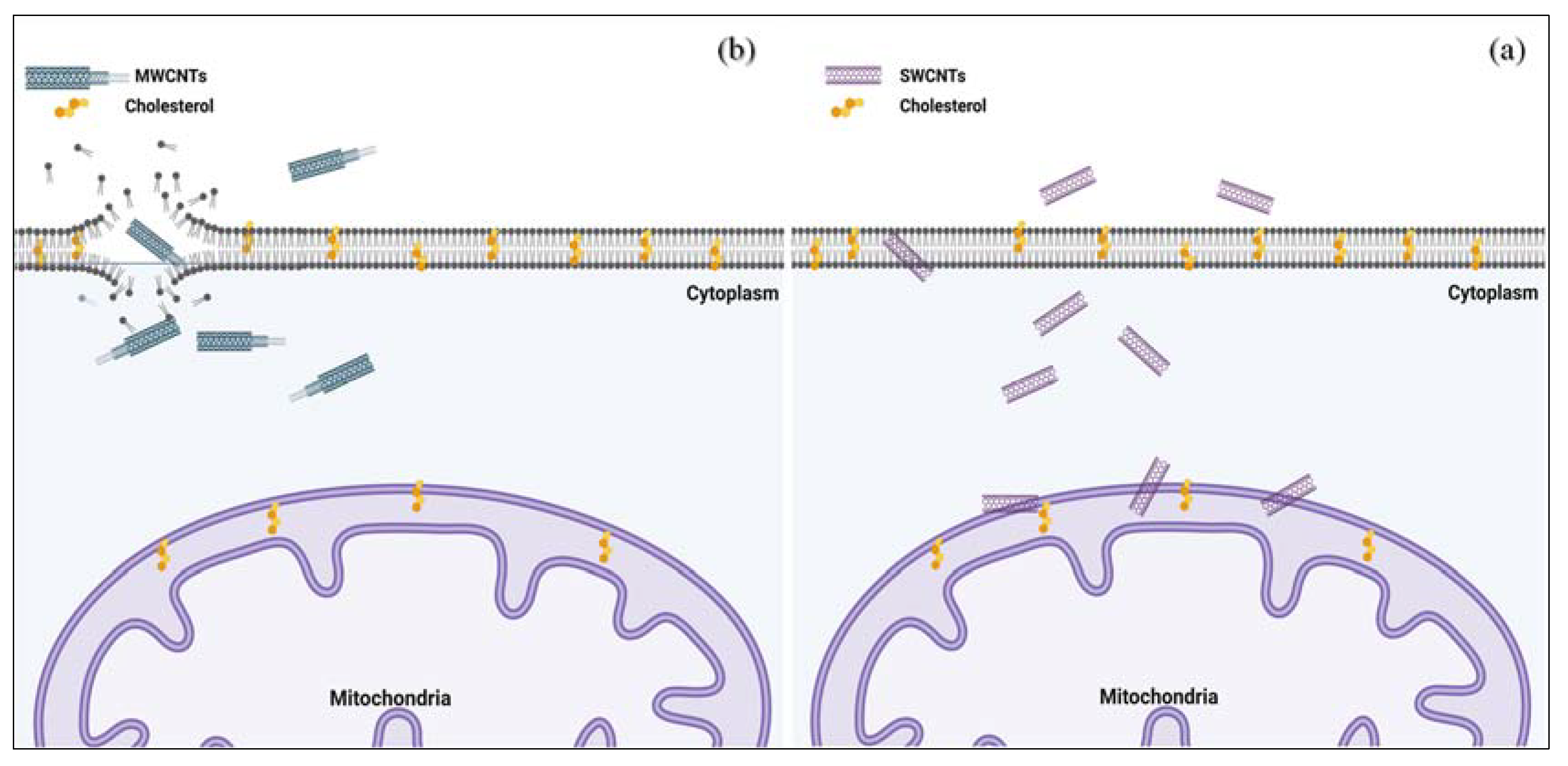 Pharmaceutics 14 02640 g003 Pharmaceutics 14 02640 g003