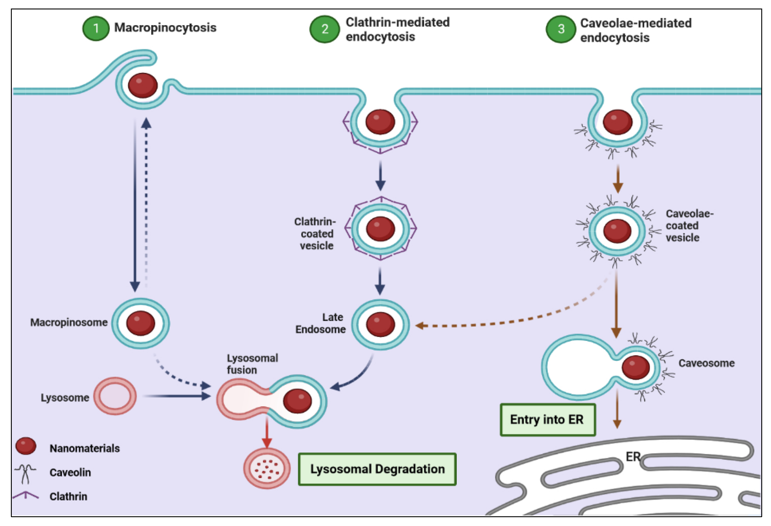Pharmaceutics 14 02640 g005 Pharmaceutics 14 02640 g005