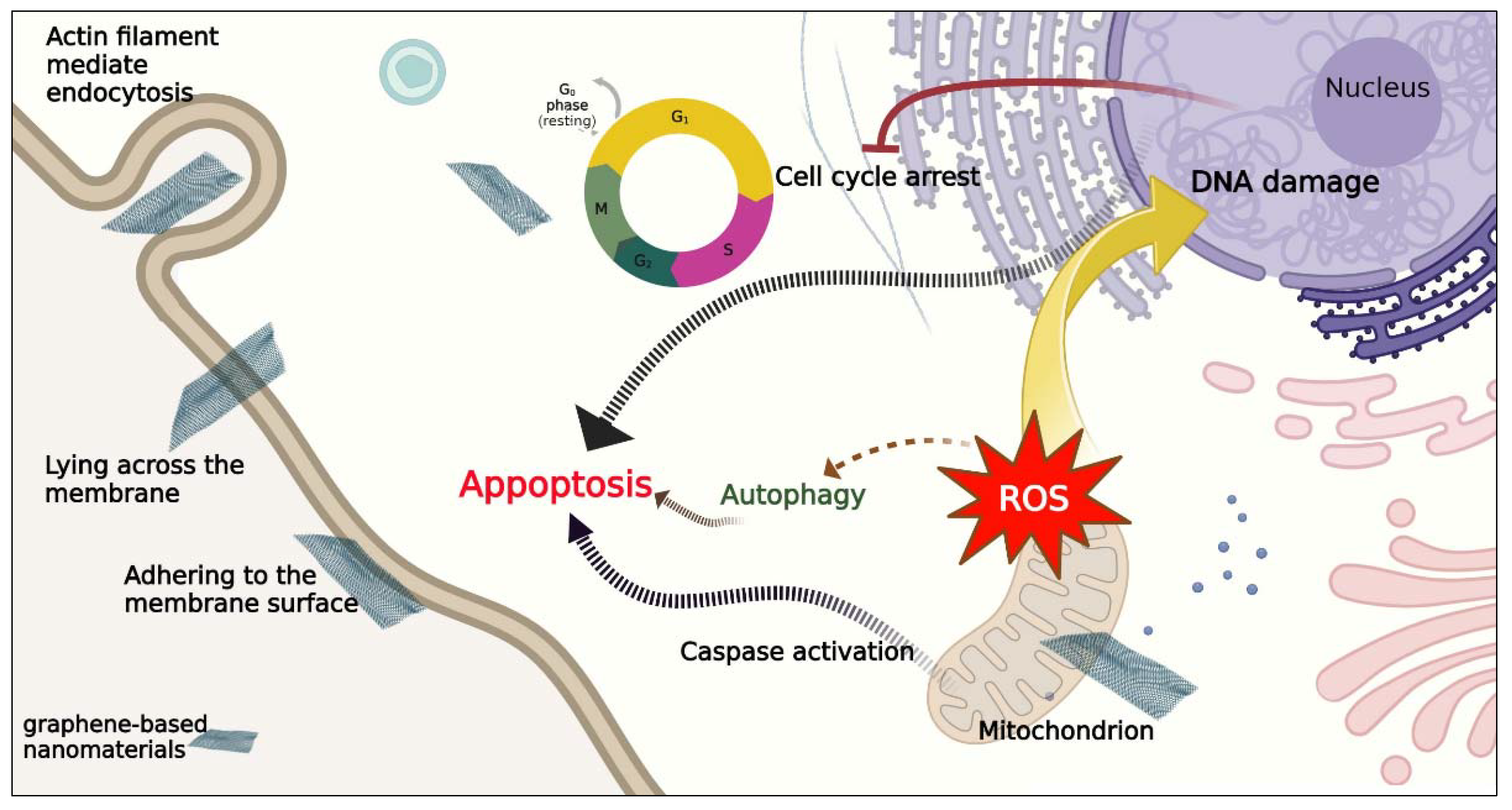Pharmaceutics 14 02640 g006 Pharmaceutics 14 02640 g006