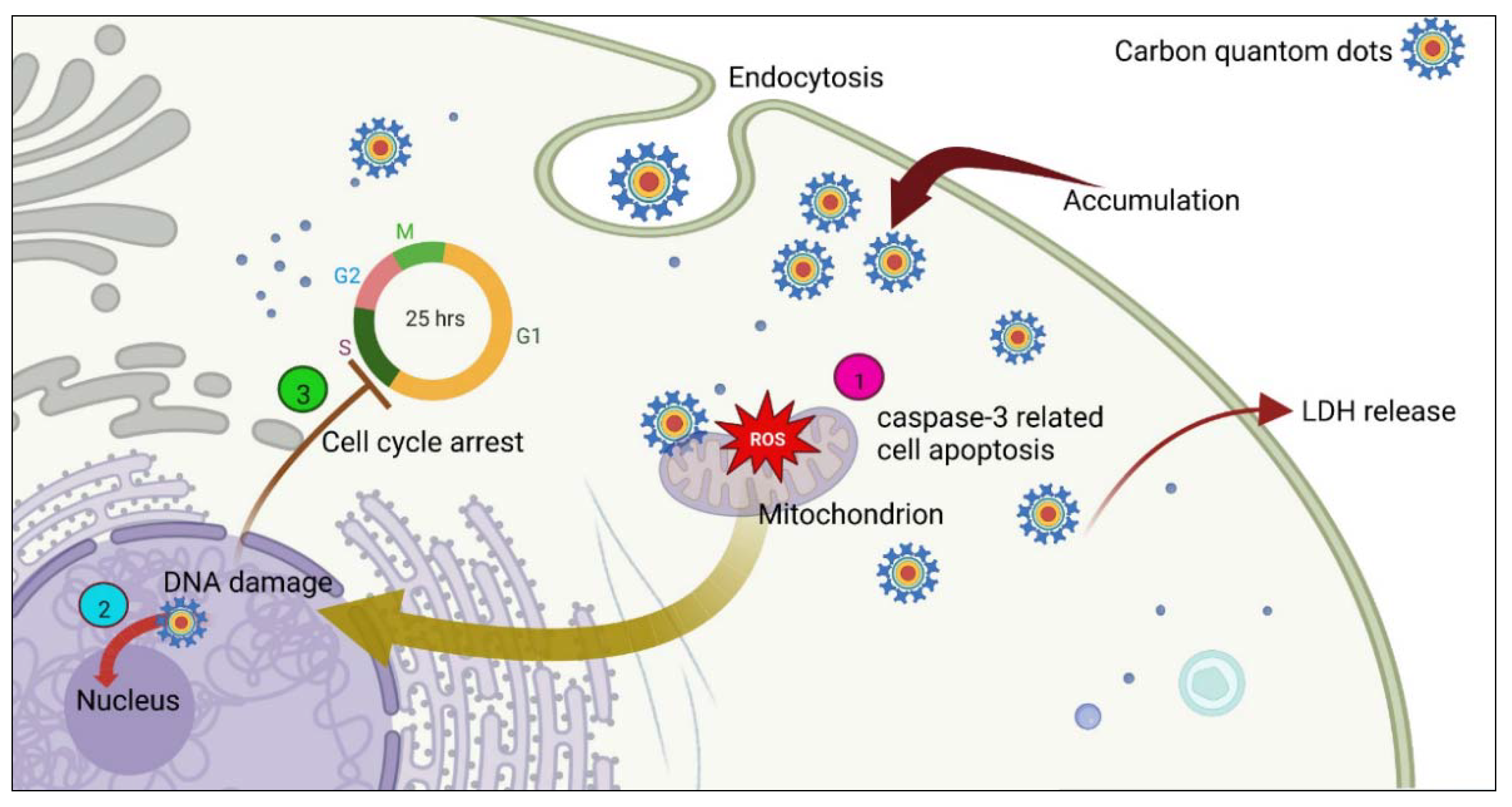 Pharmaceutics 14 02640 g007 Pharmaceutics 14 02640 g007