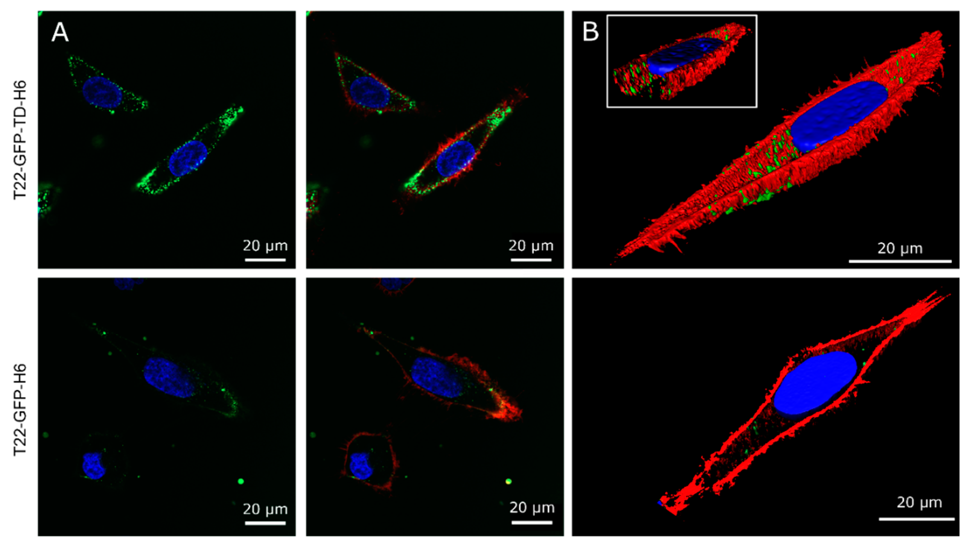 Pharmaceutics 14 02644 g003