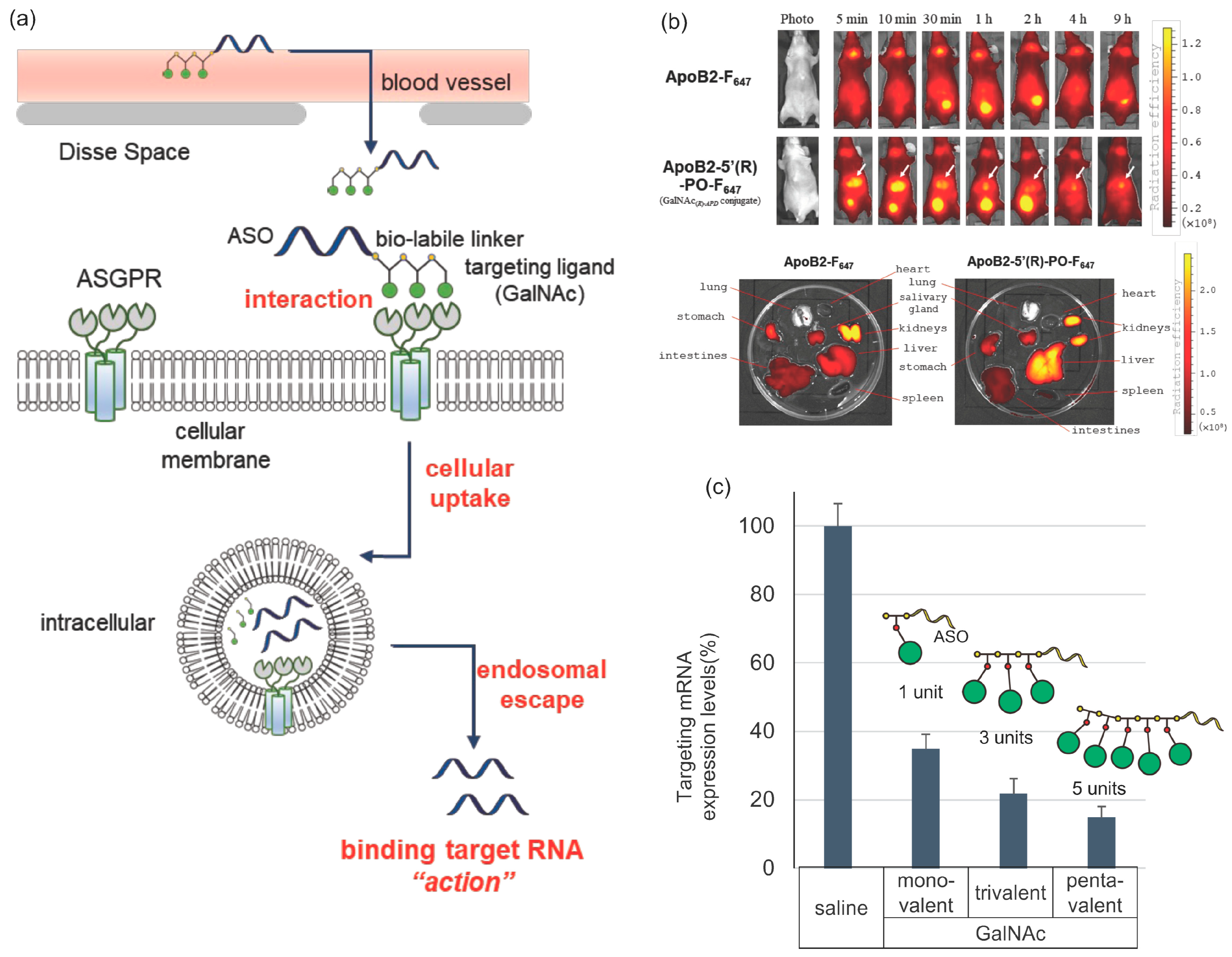 Pharmaceutics 14 02647 g002 Pharmaceutics 14 02647 g002