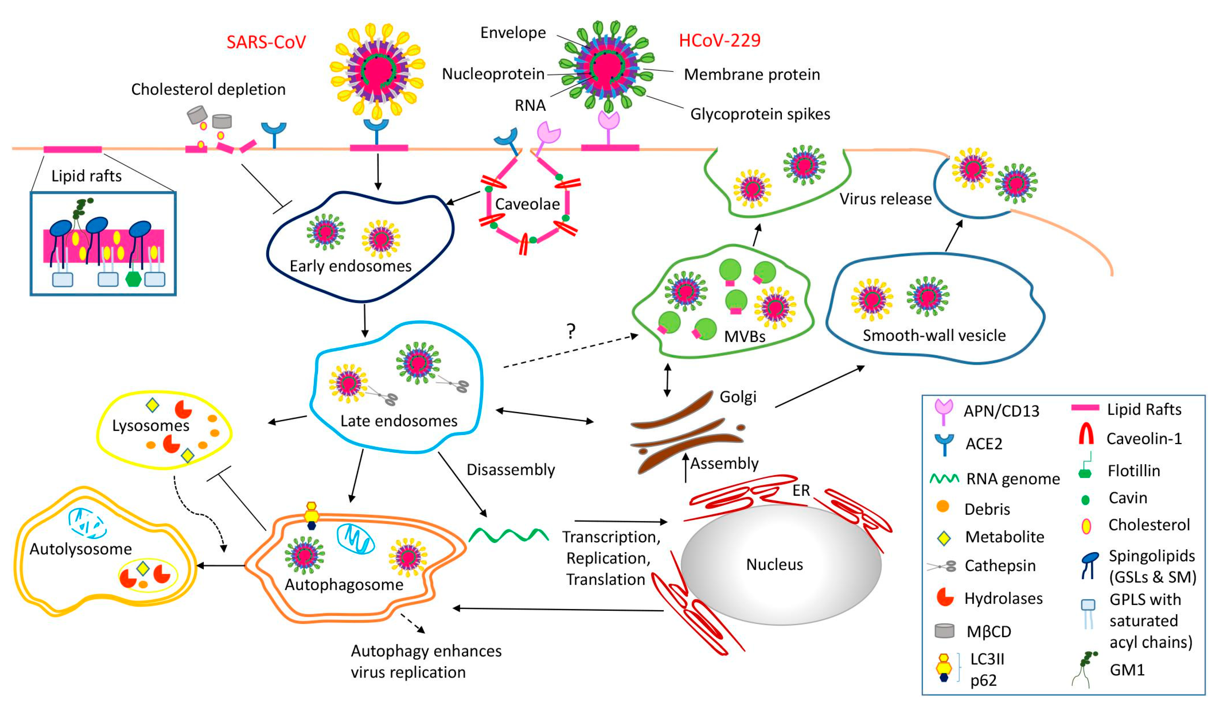 Pharmaceutics 14 02653 g004