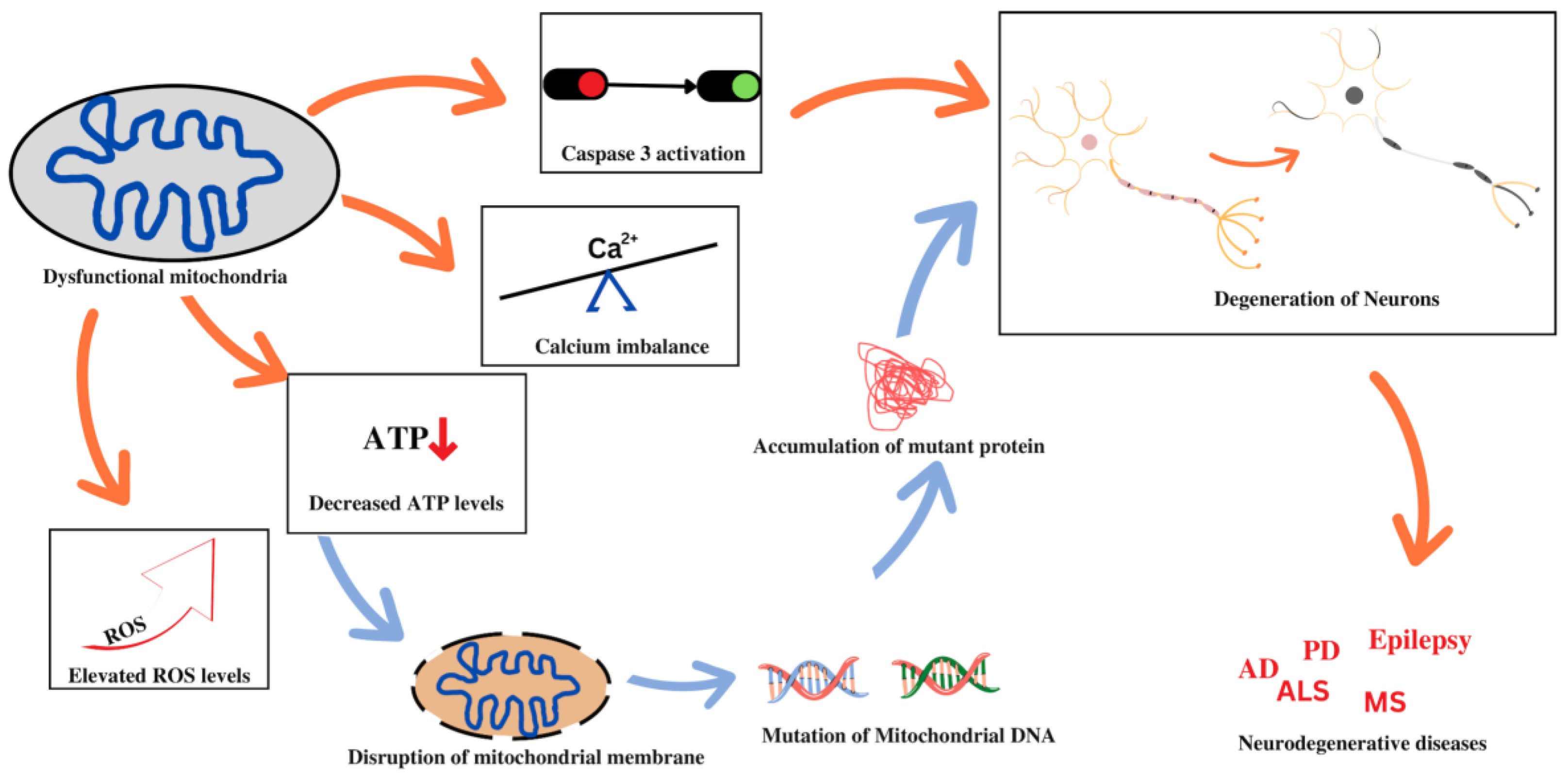 Pharmaceutics Free Full-Text Mitochondrial Dysfunction Pathophysiology and Mitochondria-Targeted Drug Delivery Approaches