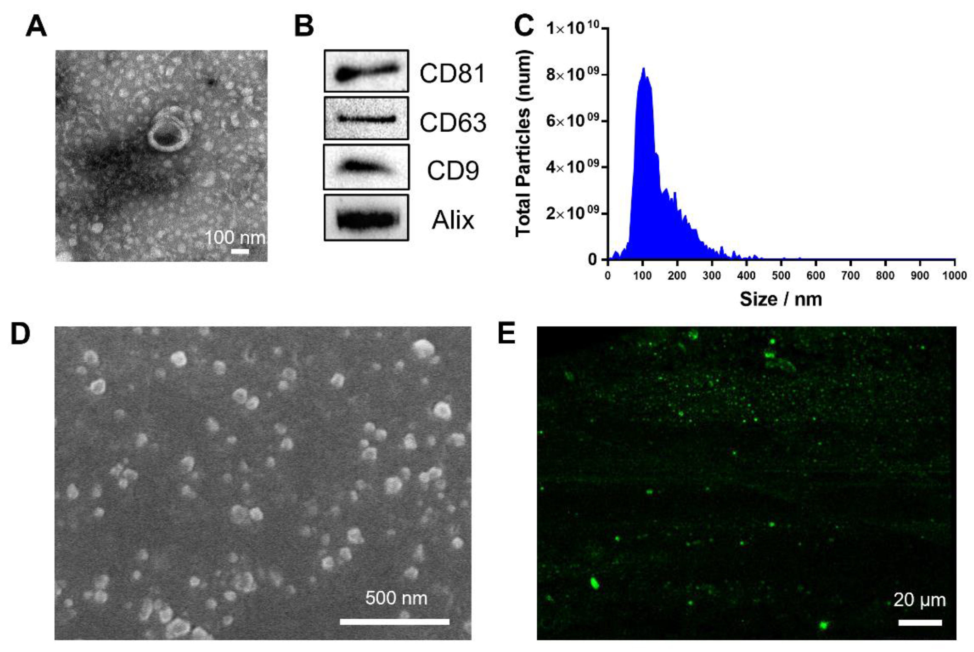 Pharmaceutics 14 02661 g002