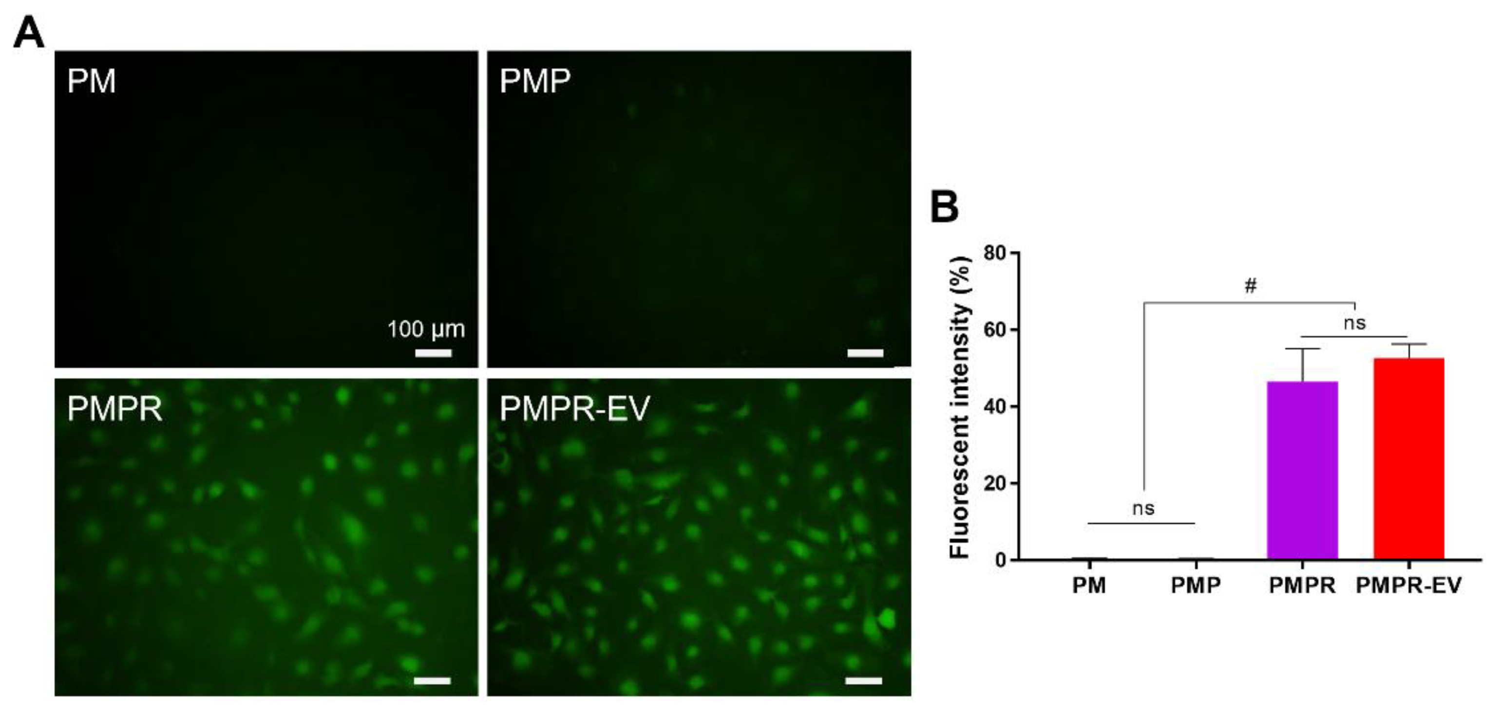 Pharmaceutics 14 02661 g005