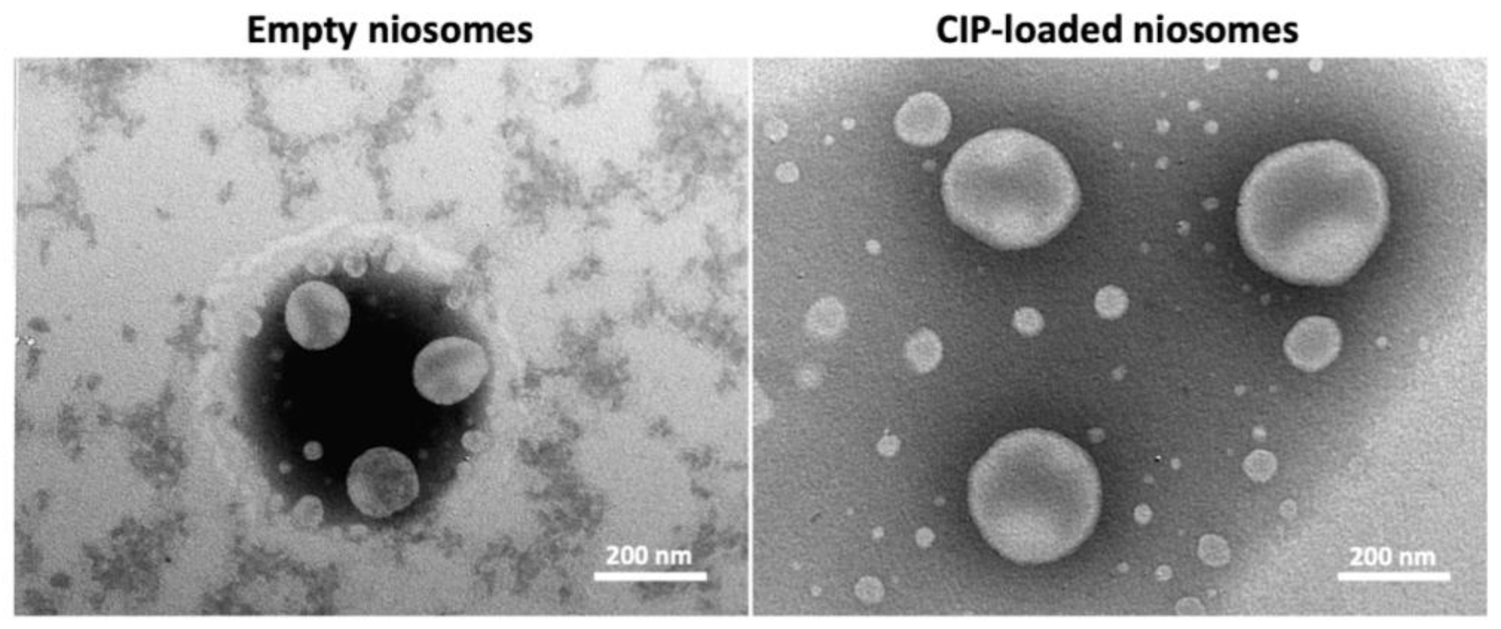 Pharmaceutics 14 02662 g002