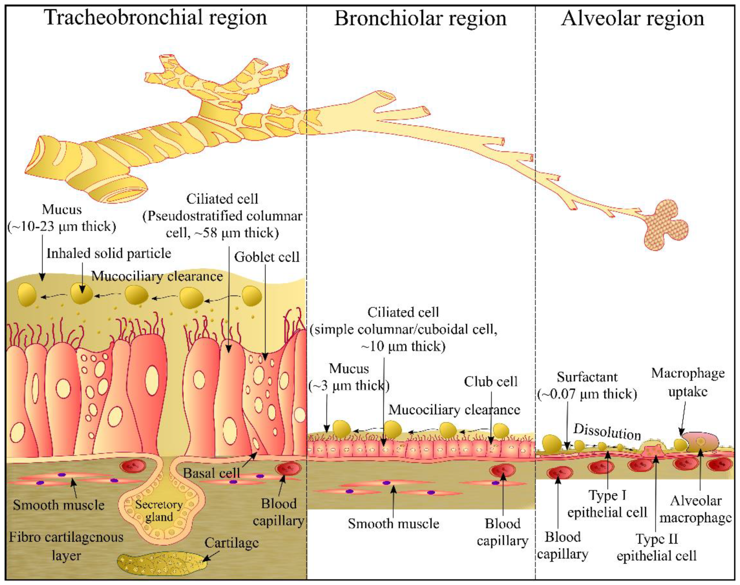 Pharmaceutics 14 02667 g001