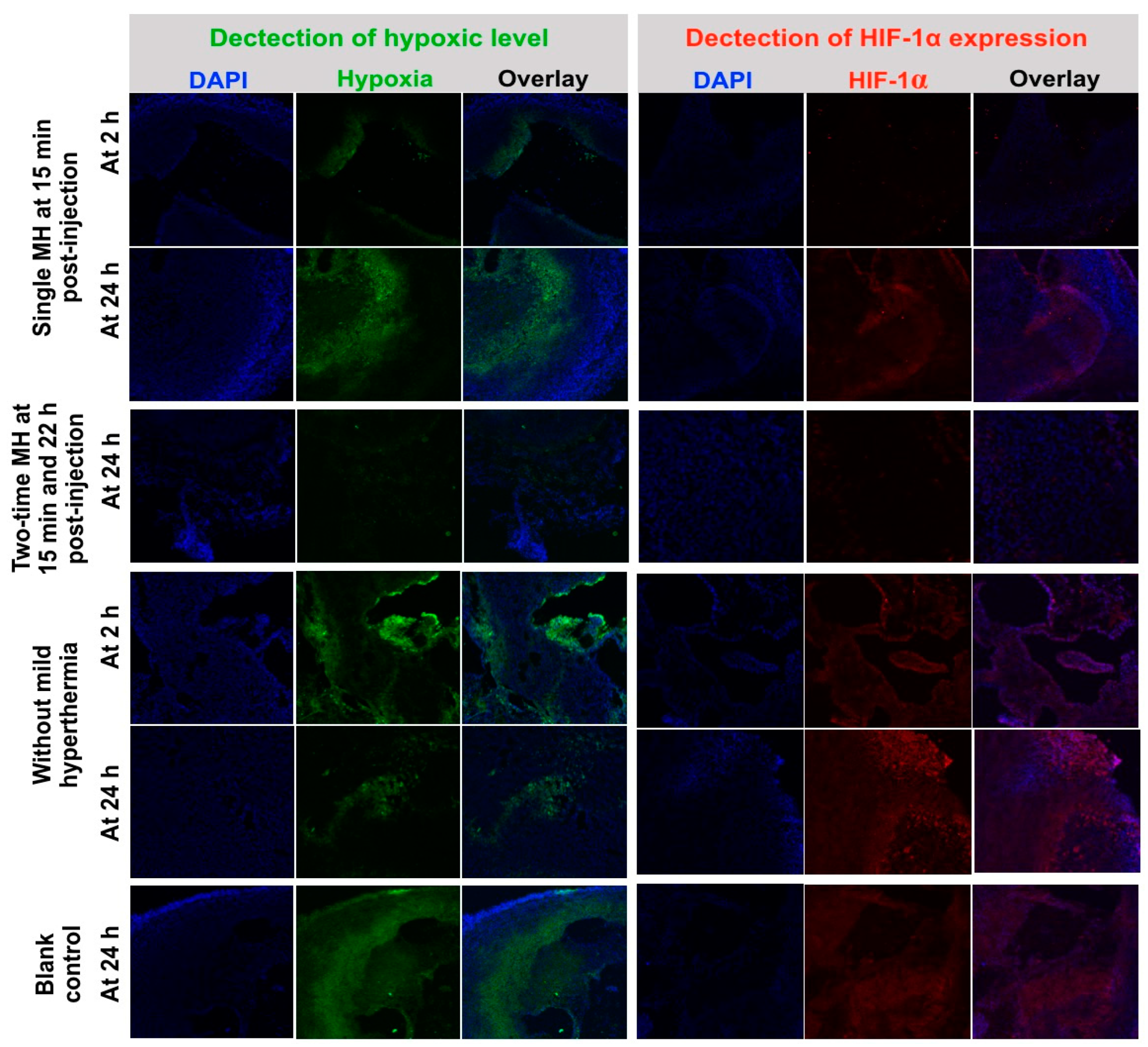 Pharmaceutics 14 02669 g007 Pharmaceutics 14 02669 g007