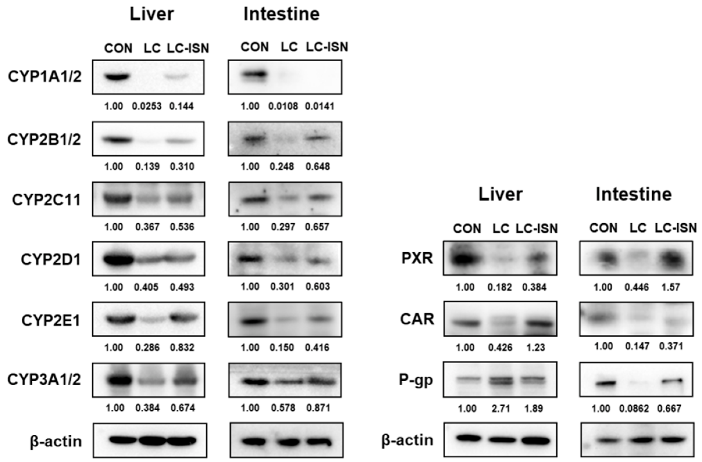 Pharmaceutics 14 02684 g006
