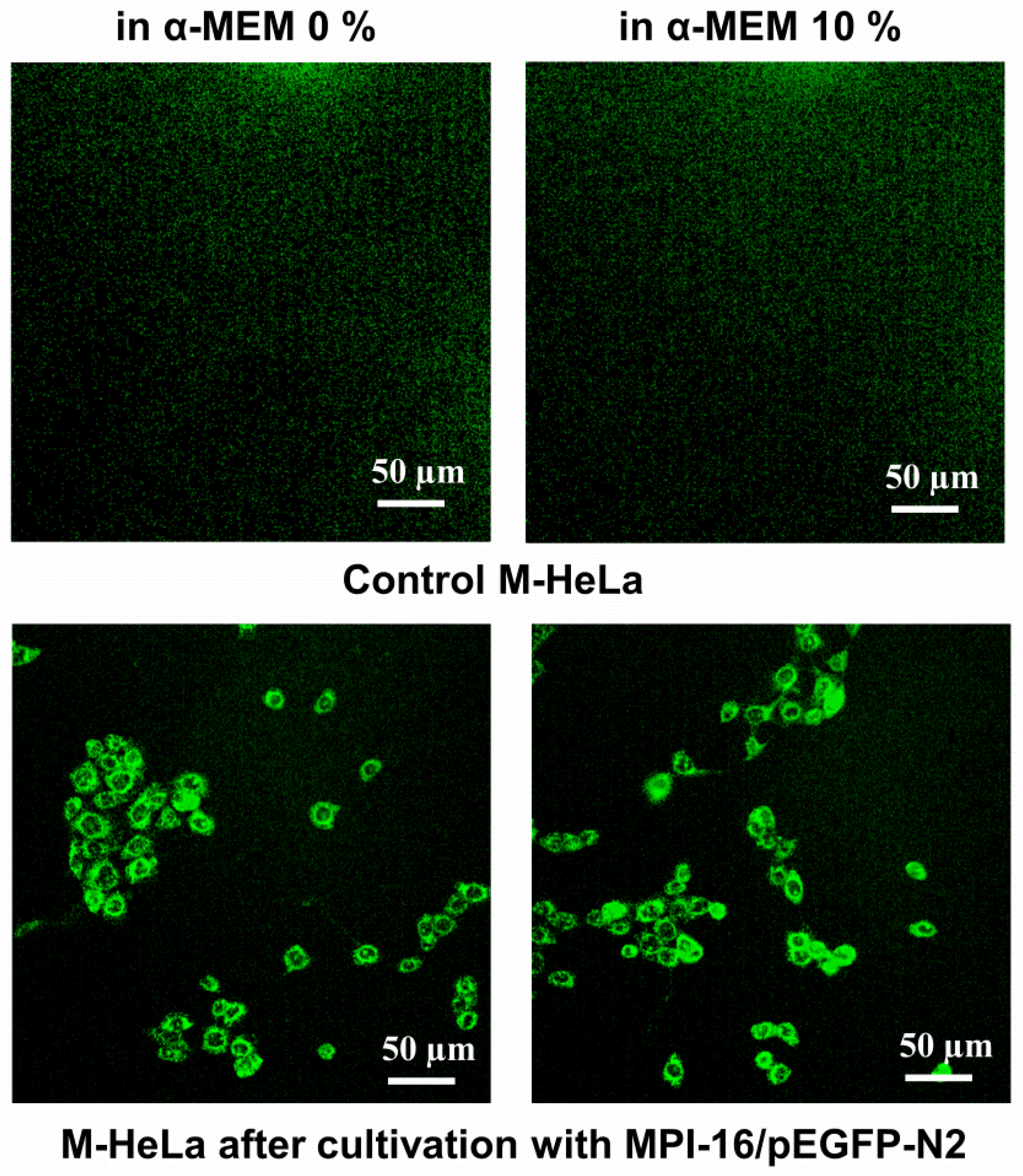 Pharmaceutics 14 02685 g015