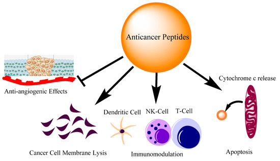 Role of Anti-Cancer Peptides as Immunomodulatory Agents: Potential and ...