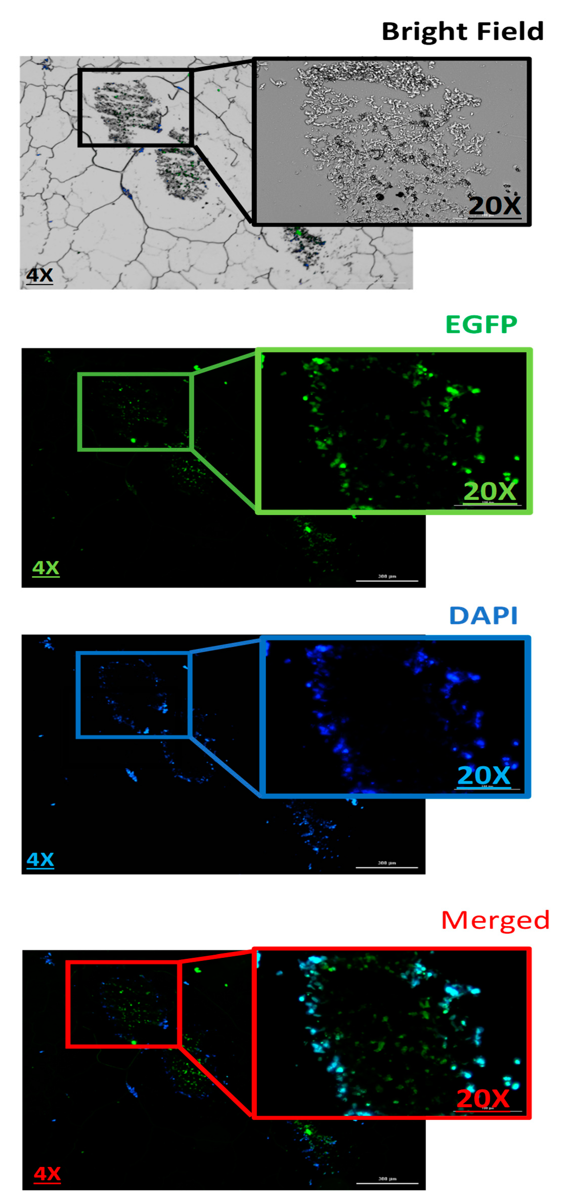 Pharmaceutics 14 02690 g008 Pharmaceutics 14 02690 g008