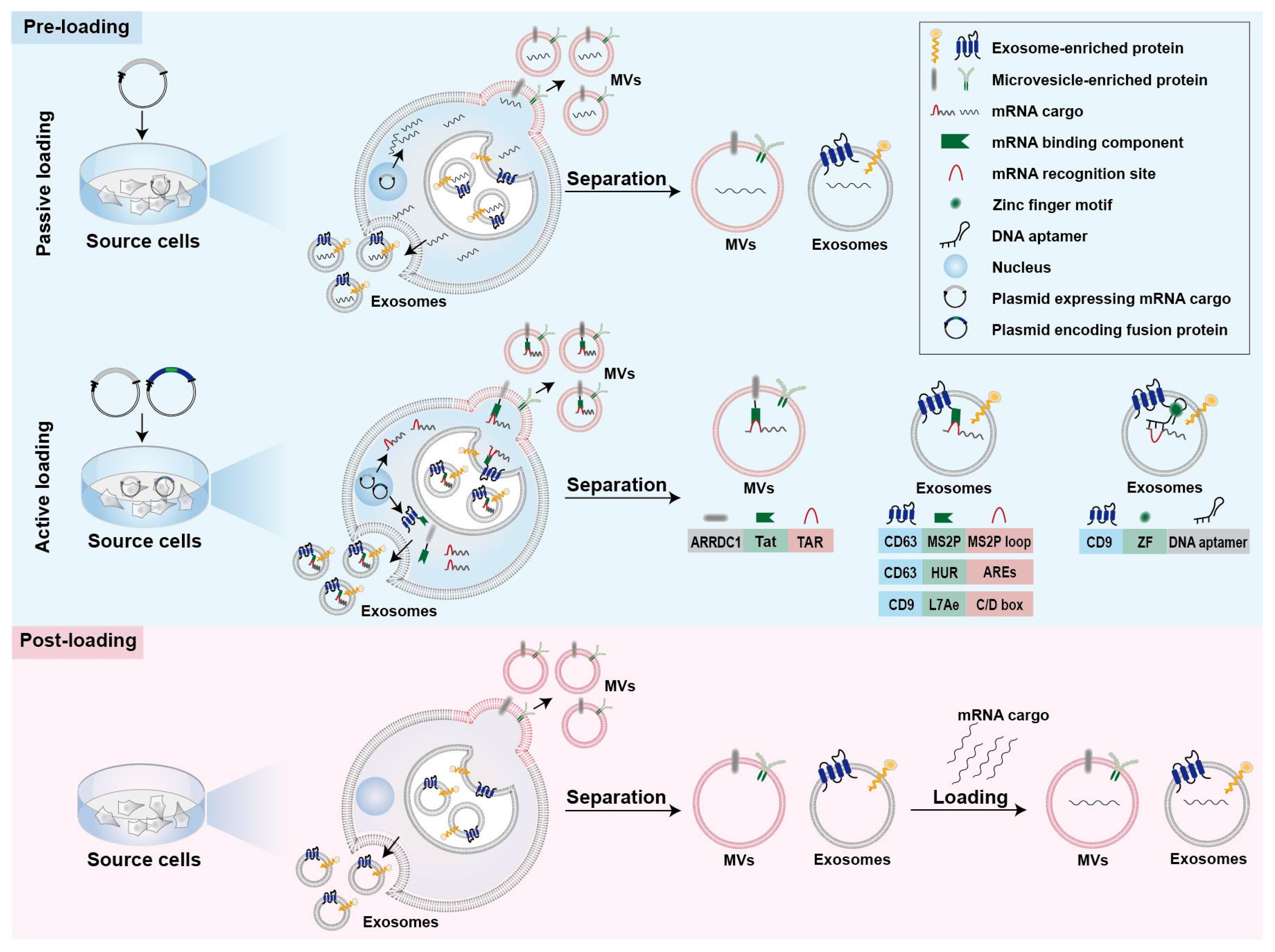 Pharmaceutics 14 02699 g001 Pharmaceutics 14 02699 g001