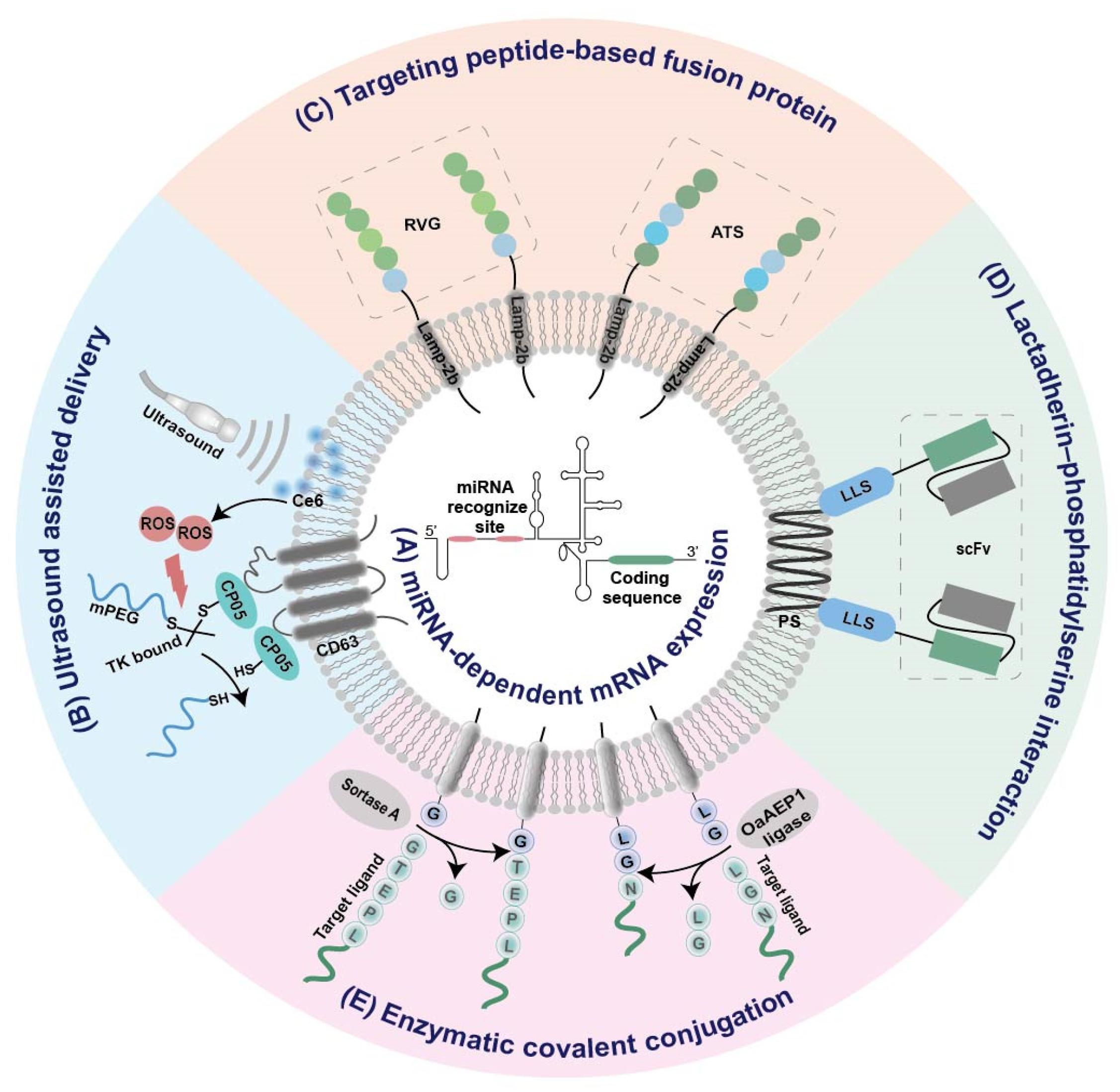 Pharmaceutics 14 02699 g002 Pharmaceutics 14 02699 g002