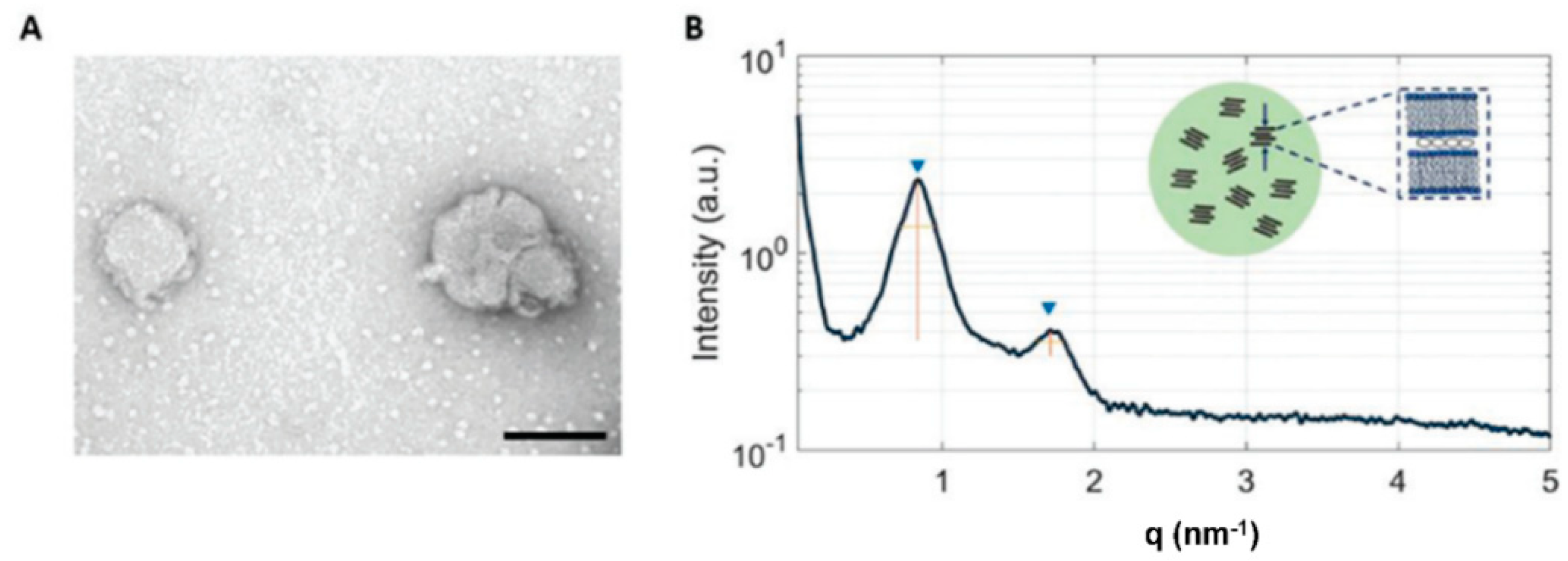 Pharmaceutics 14 02704 g005 Pharmaceutics 14 02704 g005