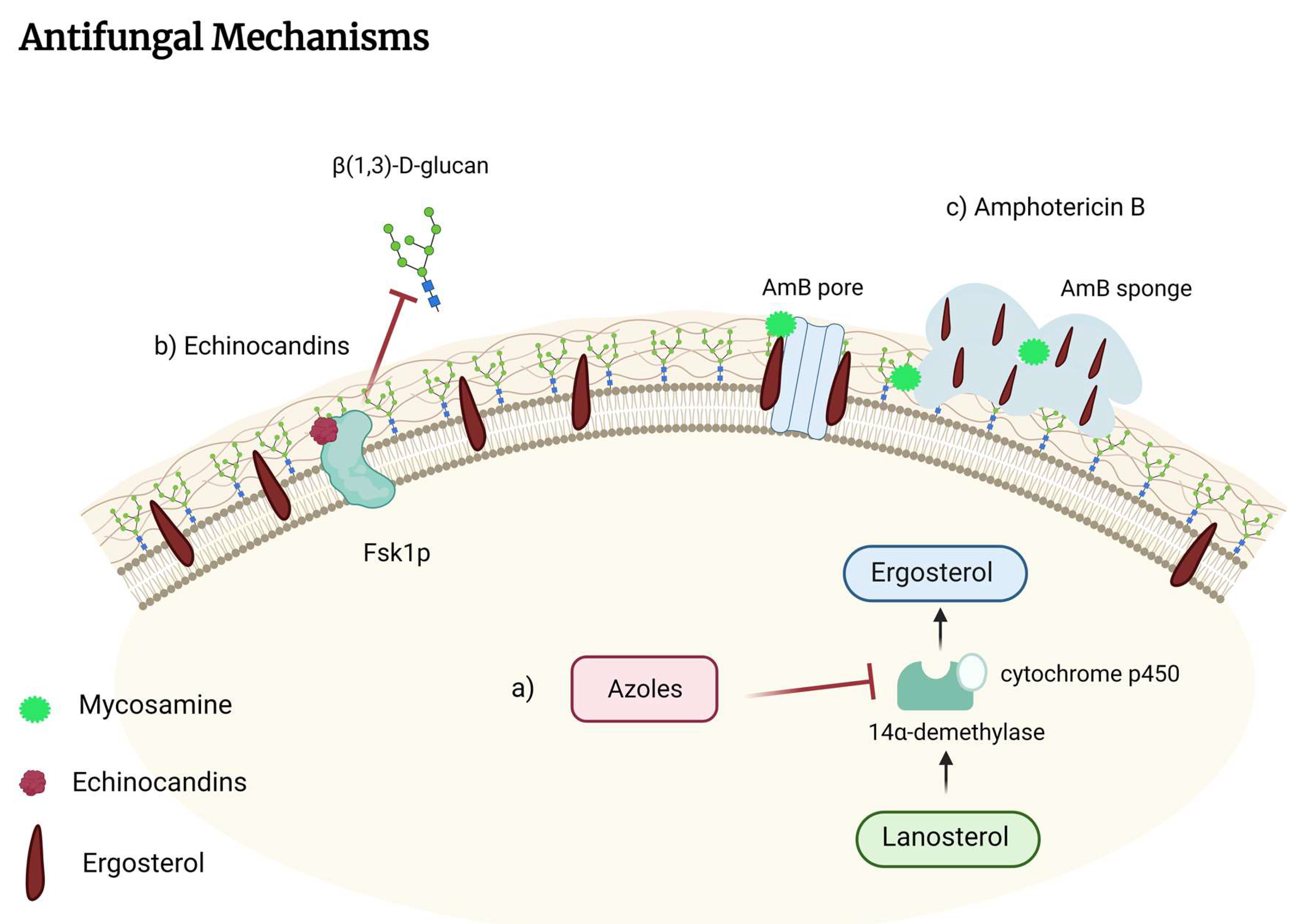 Pharmaceutics Free FullText Could the Lung Be a Gateway for Amphotericin B to Attack the