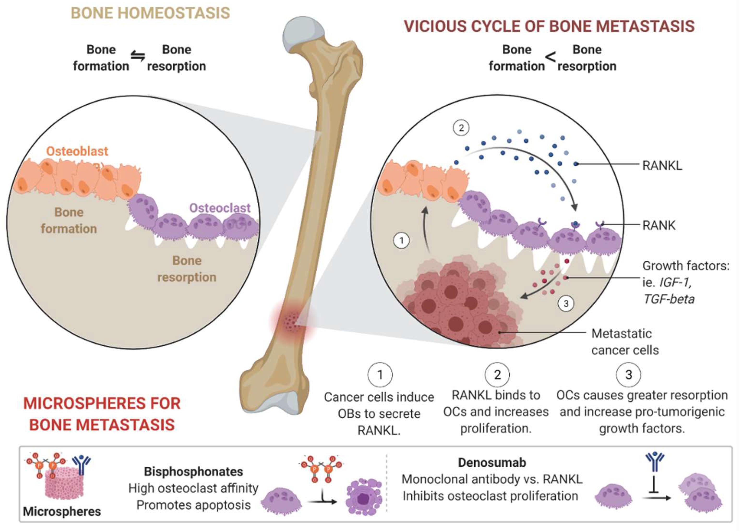 Pharmaceutics 14 02712 g004