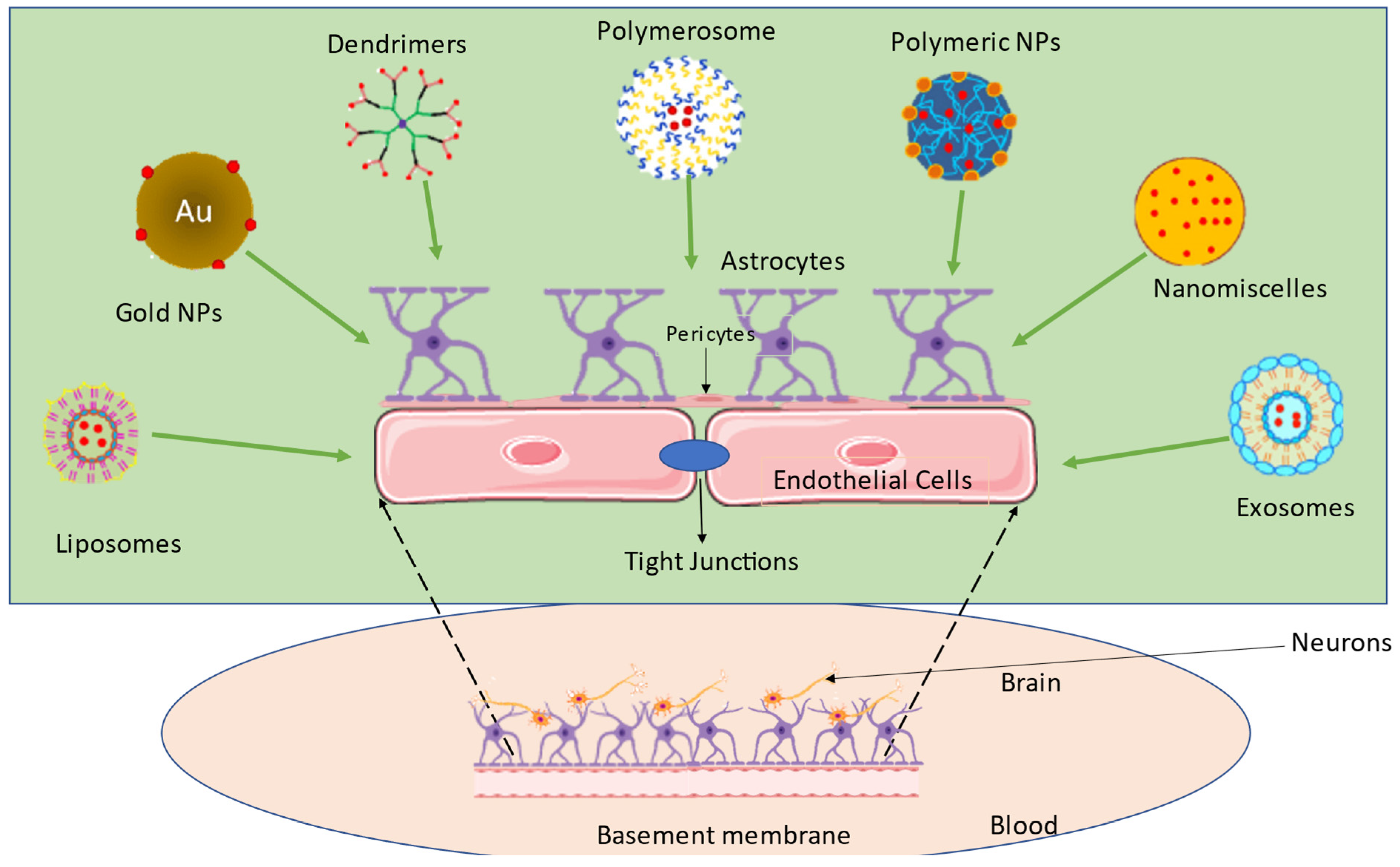 Pharmaceutics 14 02719 g001