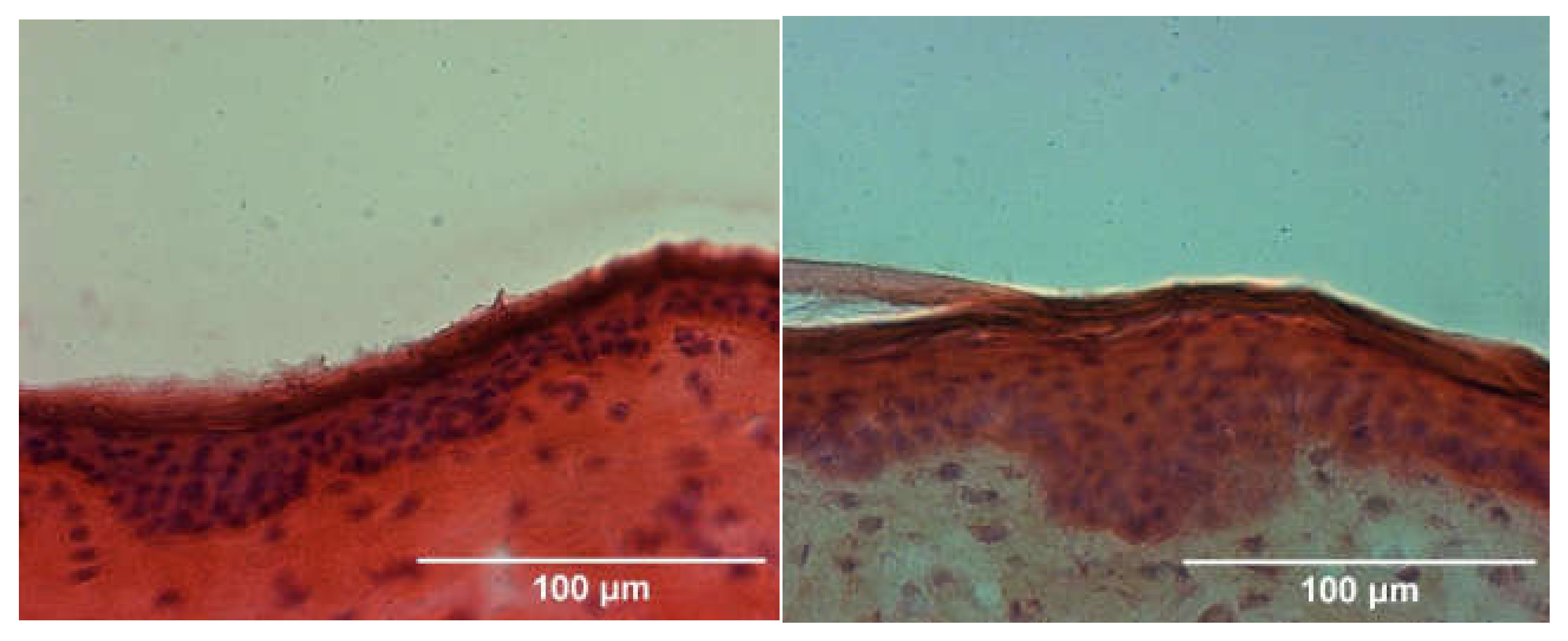 Pharmaceutics 14 02722 g003