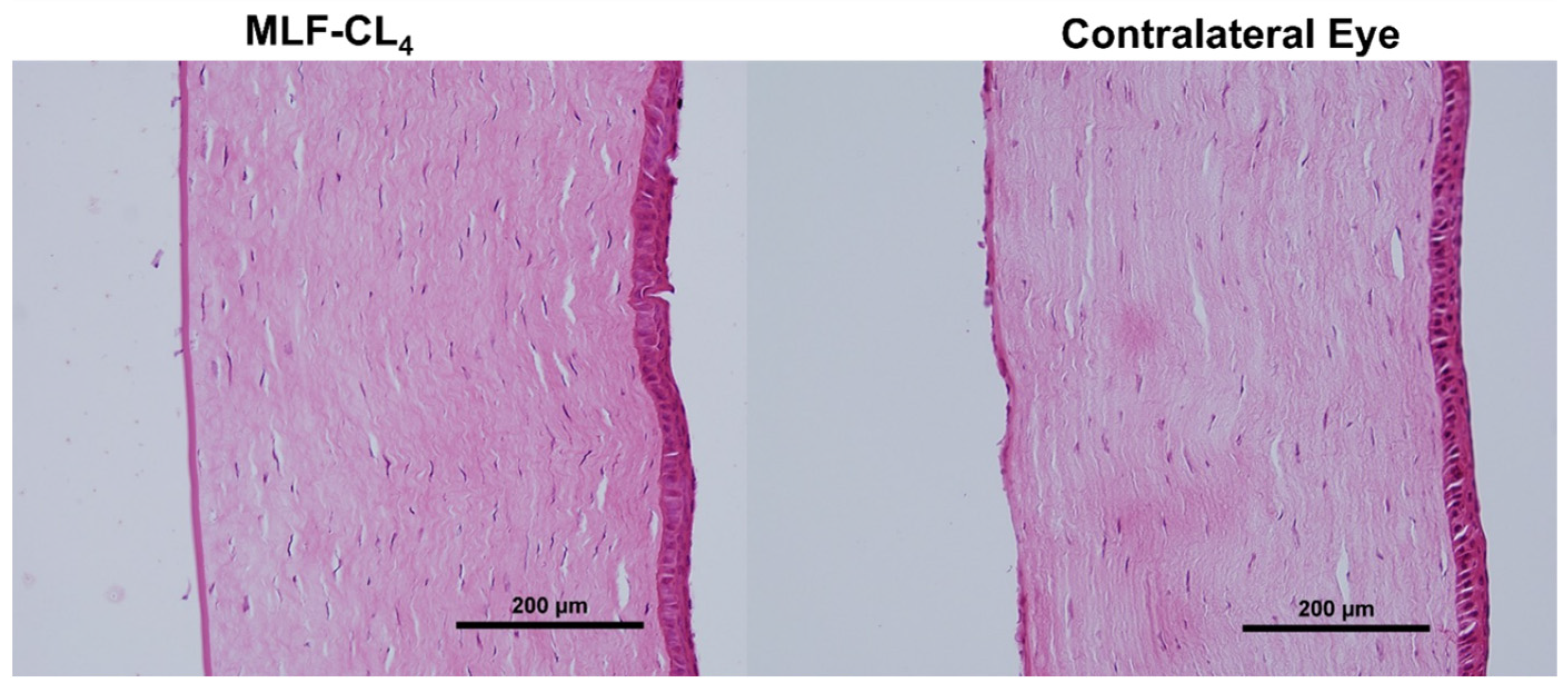 Pharmaceutics 14 02750 g008 Pharmaceutics 14 02750 g008