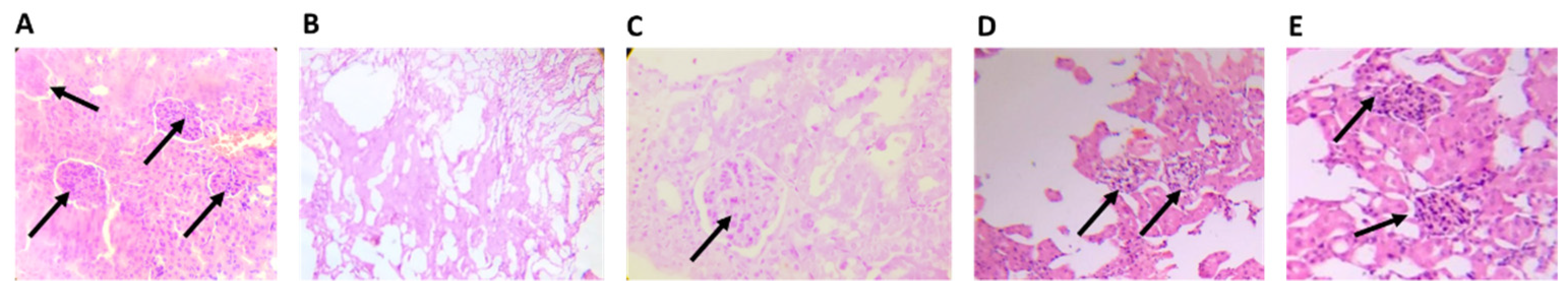 Pharmaceutics 14 02758 g008