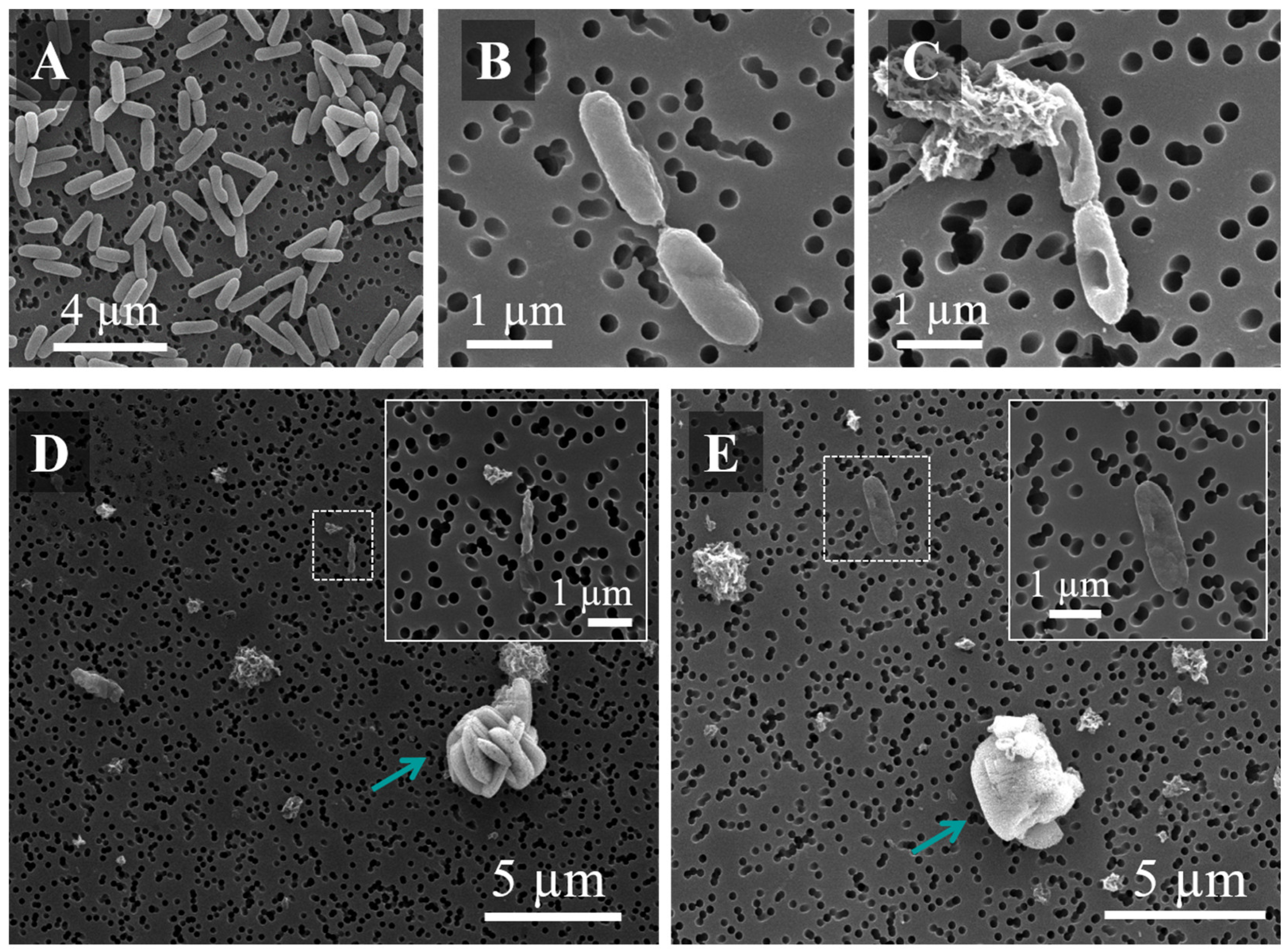 Pharmaceutics 14 02763 g008 Pharmaceutics 14 02763 g008