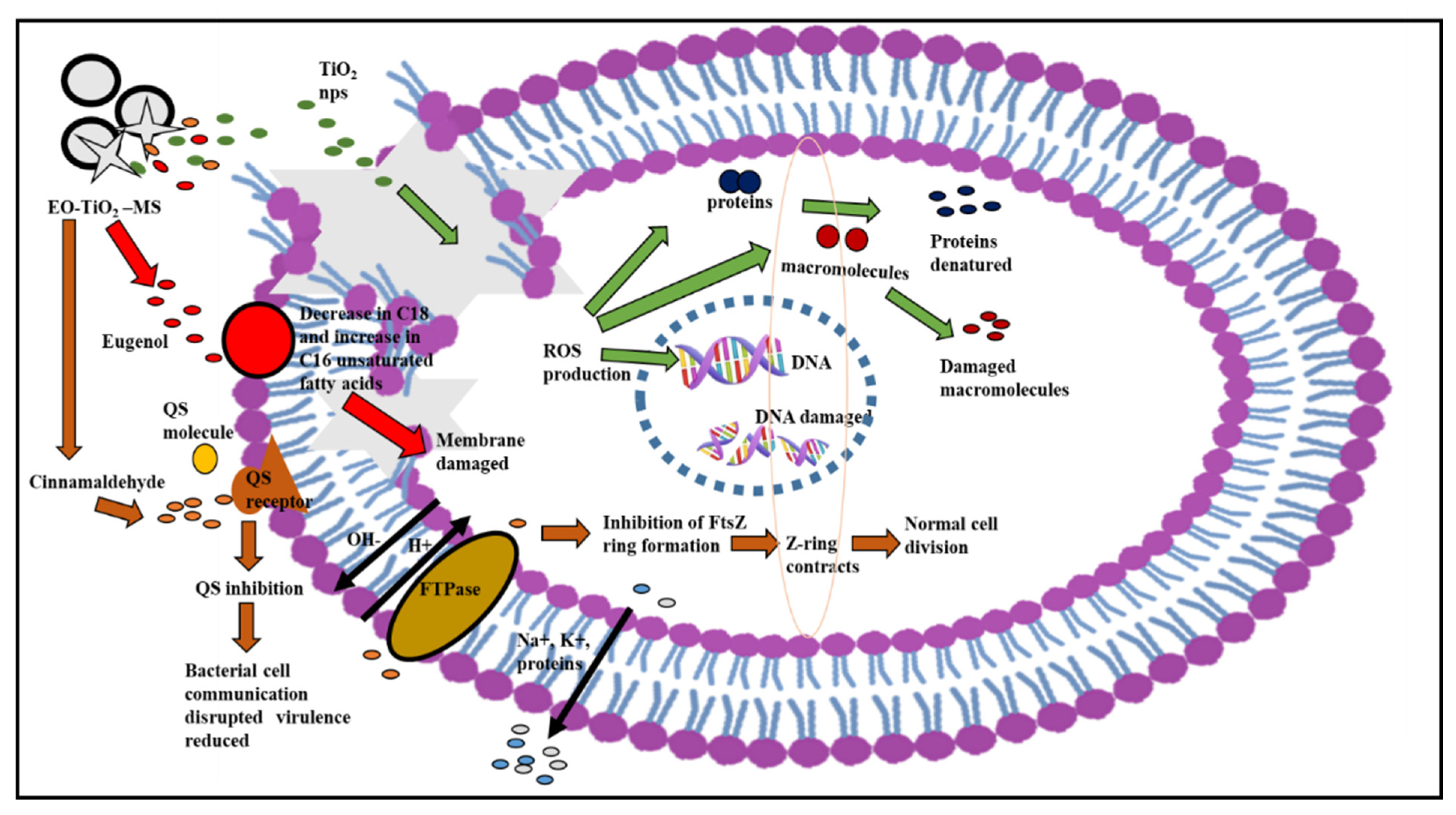 Pharmaceutics 14 02764 g015