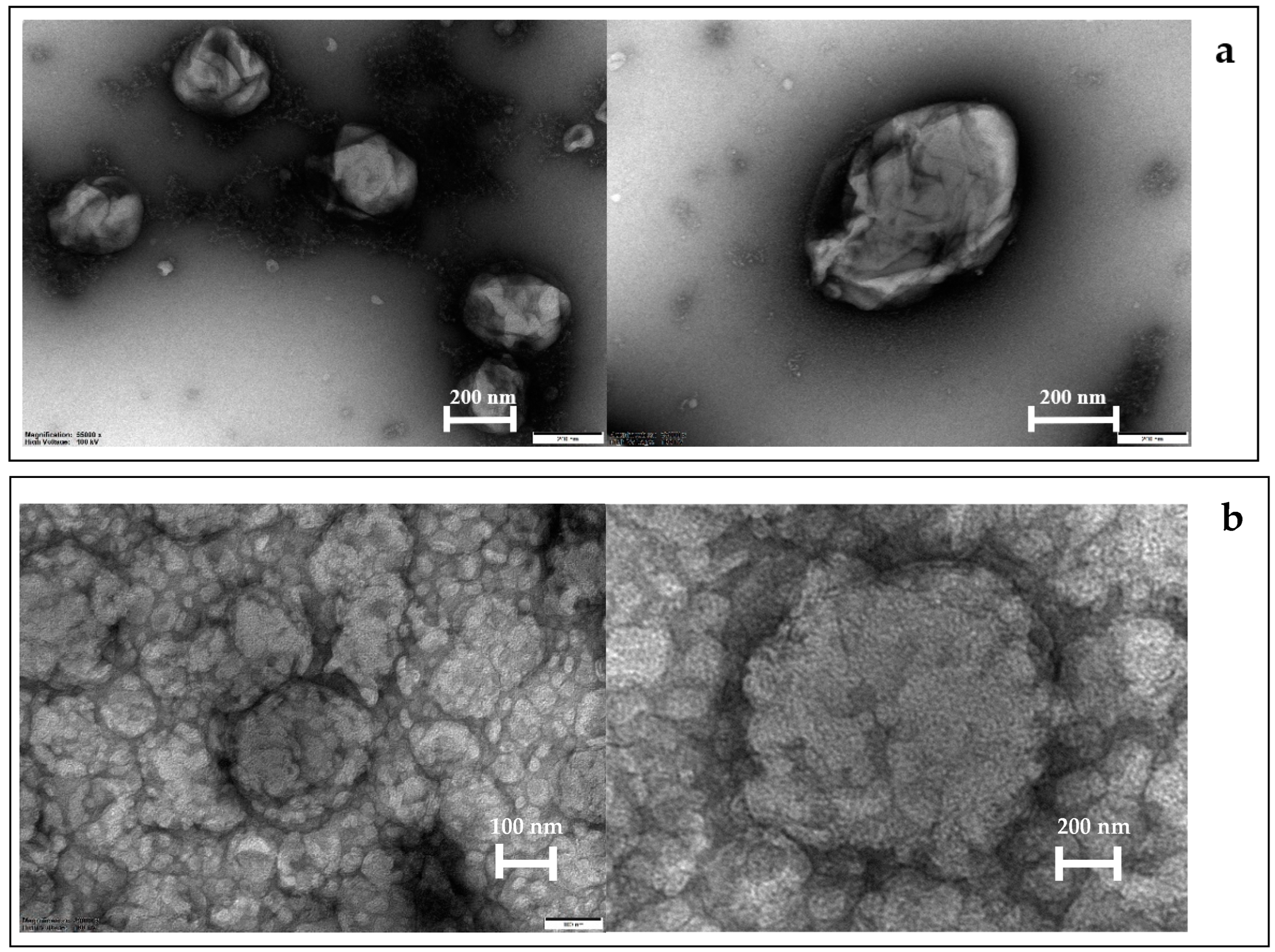 Pharmaceutics 14 02765 g004
