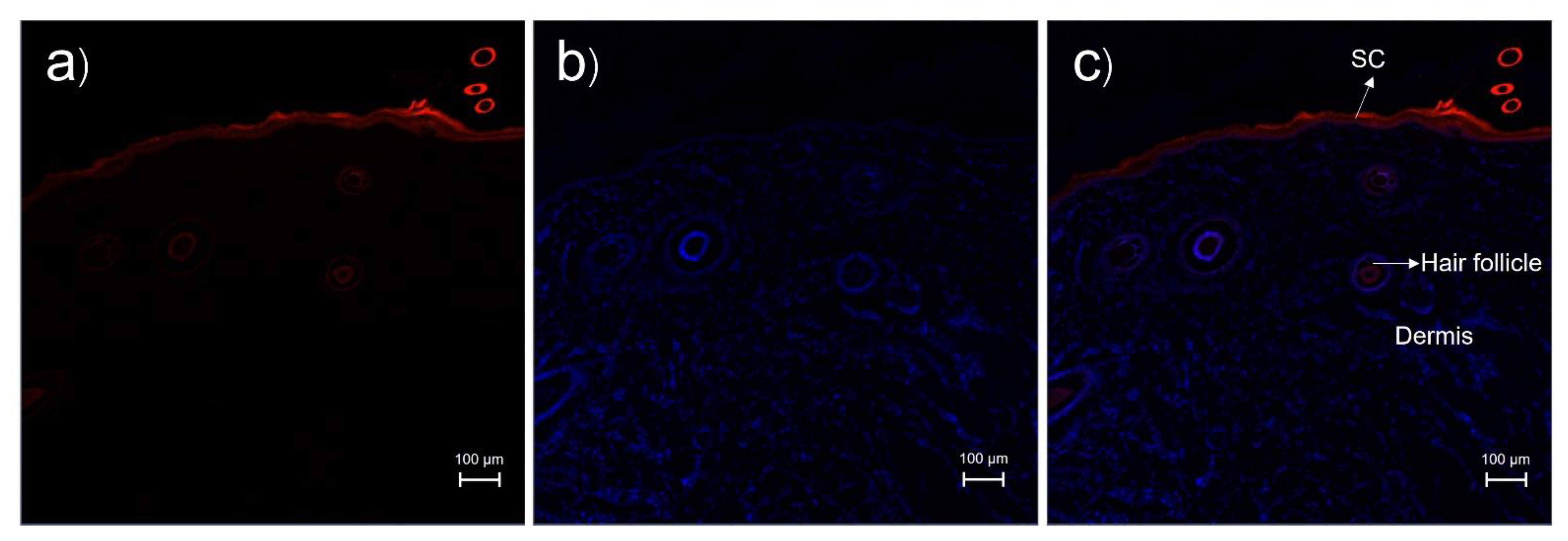Pharmaceutics 14 02784 g004