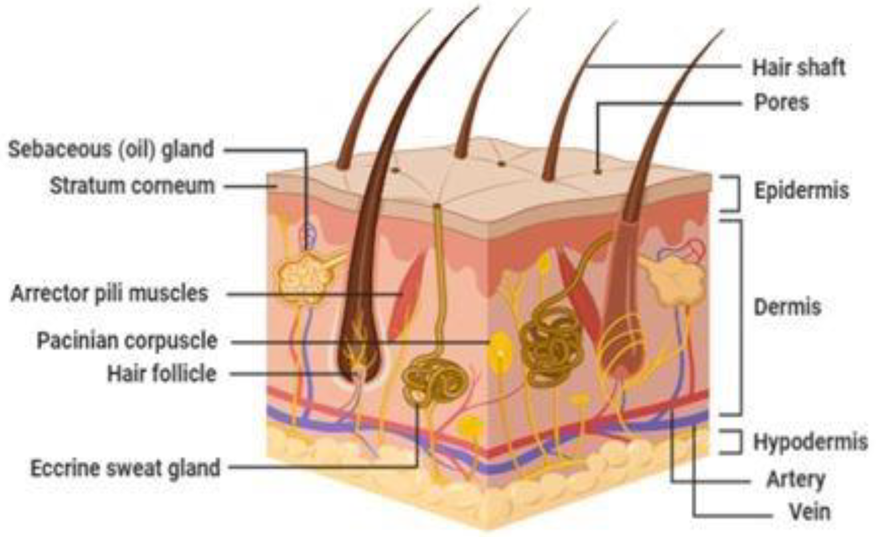 Pharmaceutics 14 02818 g001
