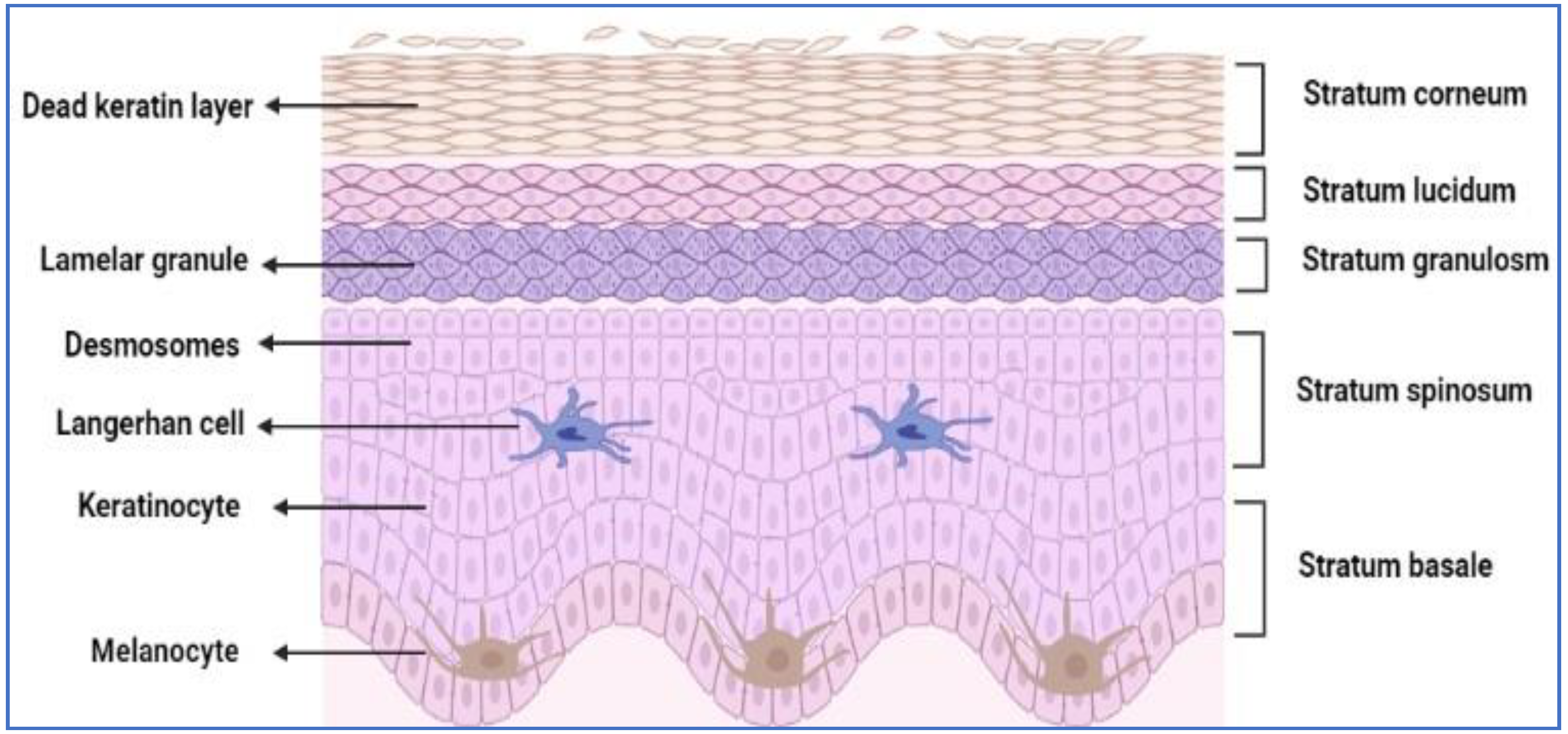 Pharmaceutics 14 02818 g002