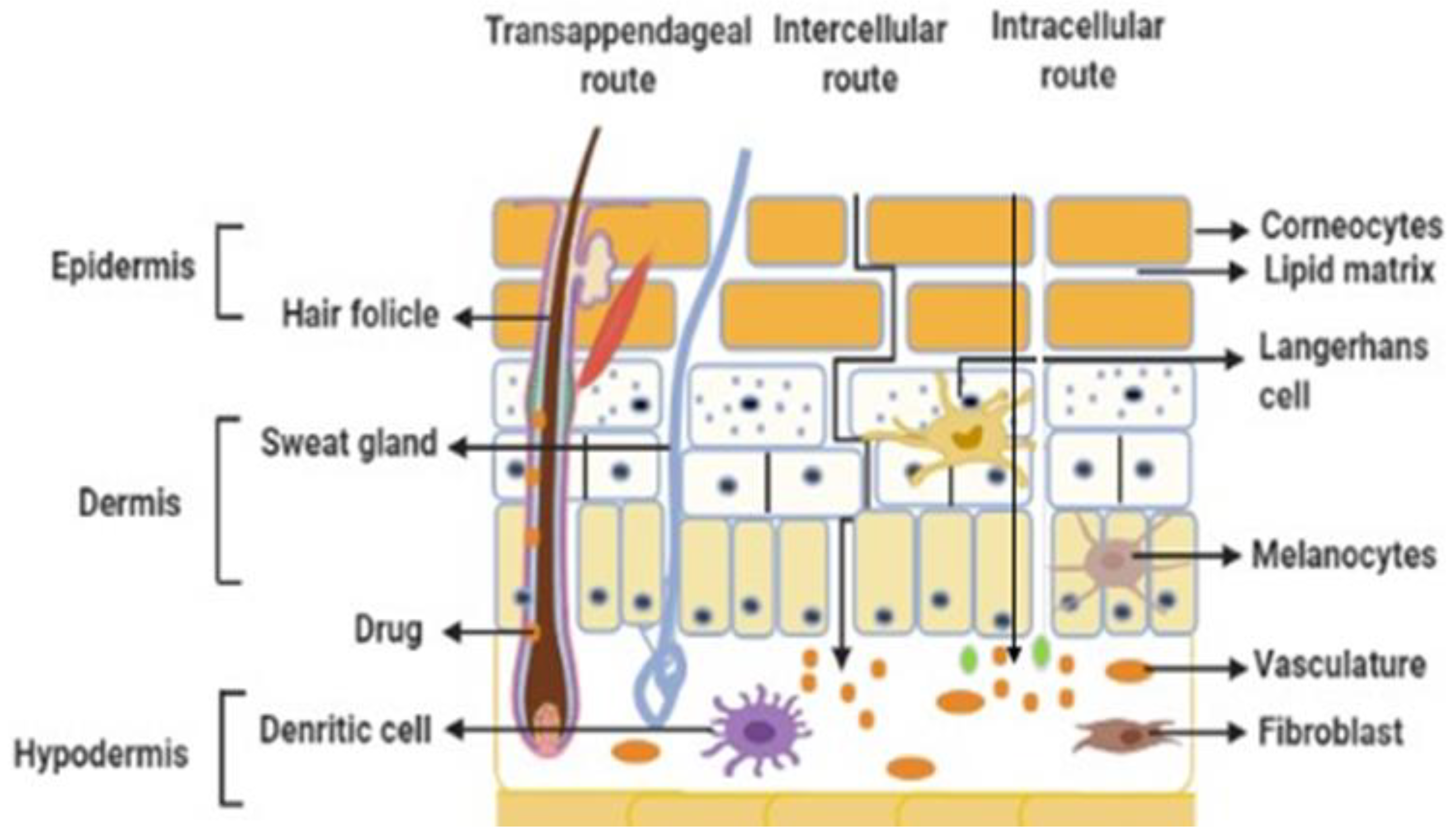 Pharmaceutics 14 02818 g003