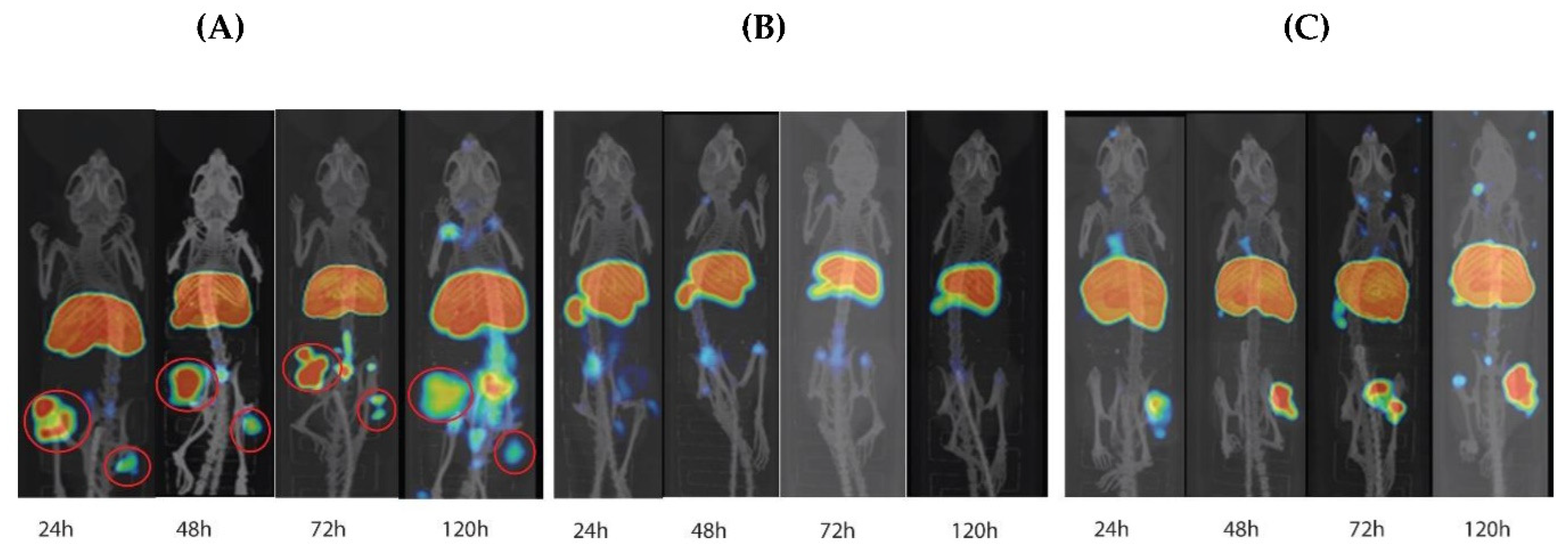 Pharmaceutics 14 02824 g006 Pharmaceutics 14 02824 g006