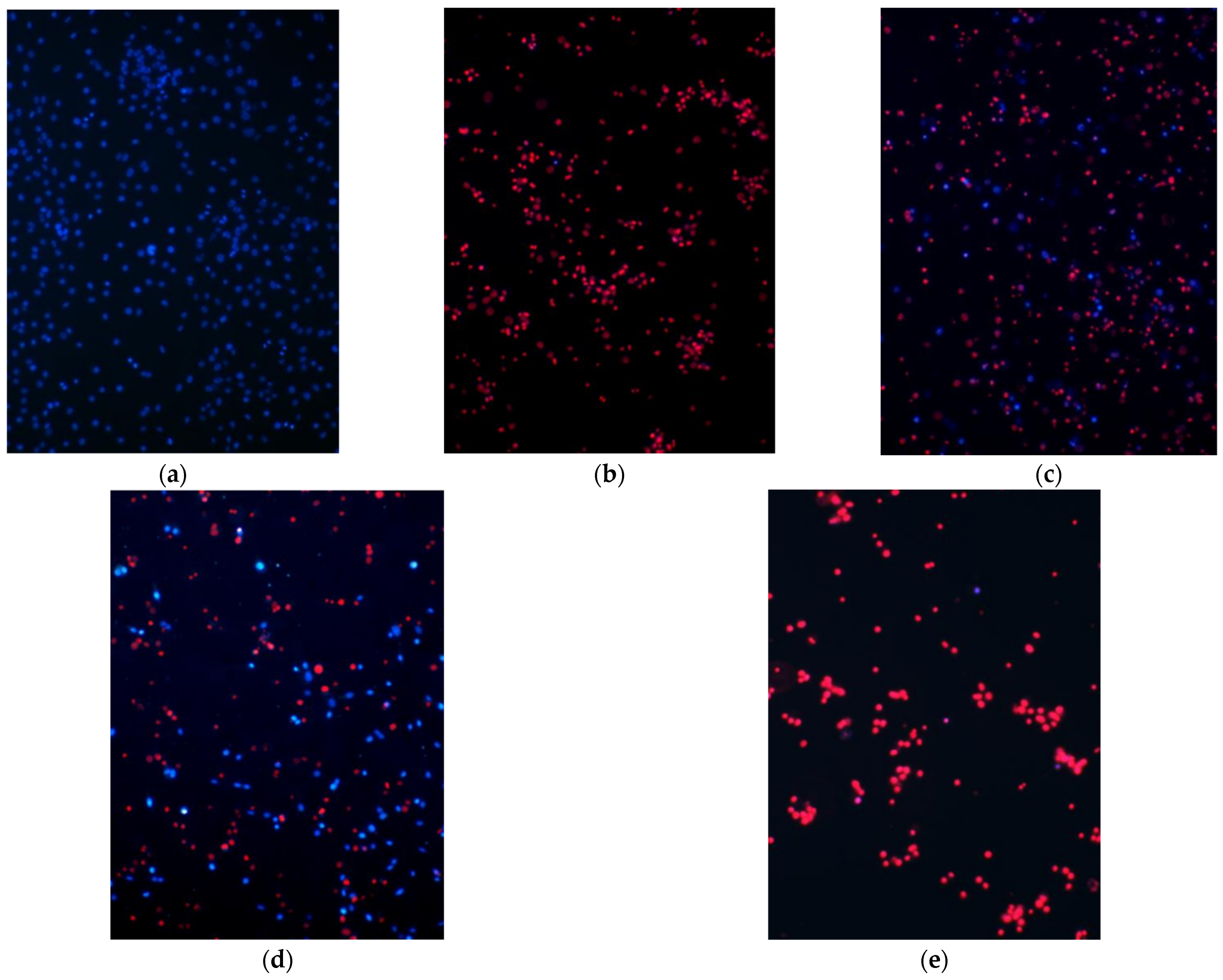 Pharmaceutics 14 02831 g003a