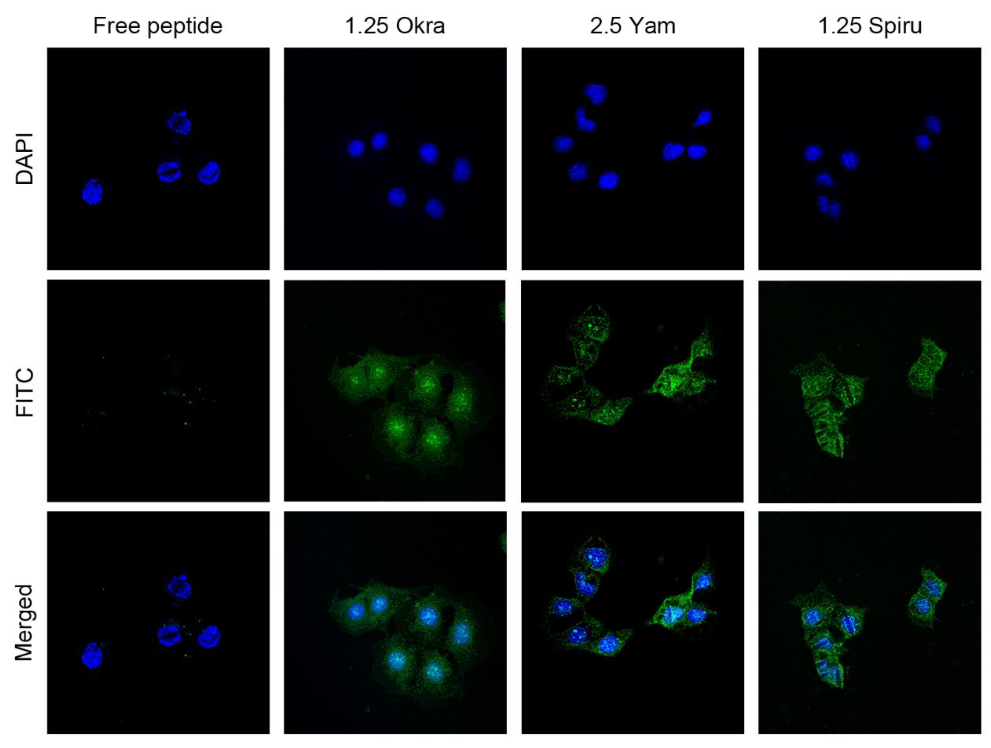 Pharmaceutics 14 02844 g005 Pharmaceutics 14 02844 g005