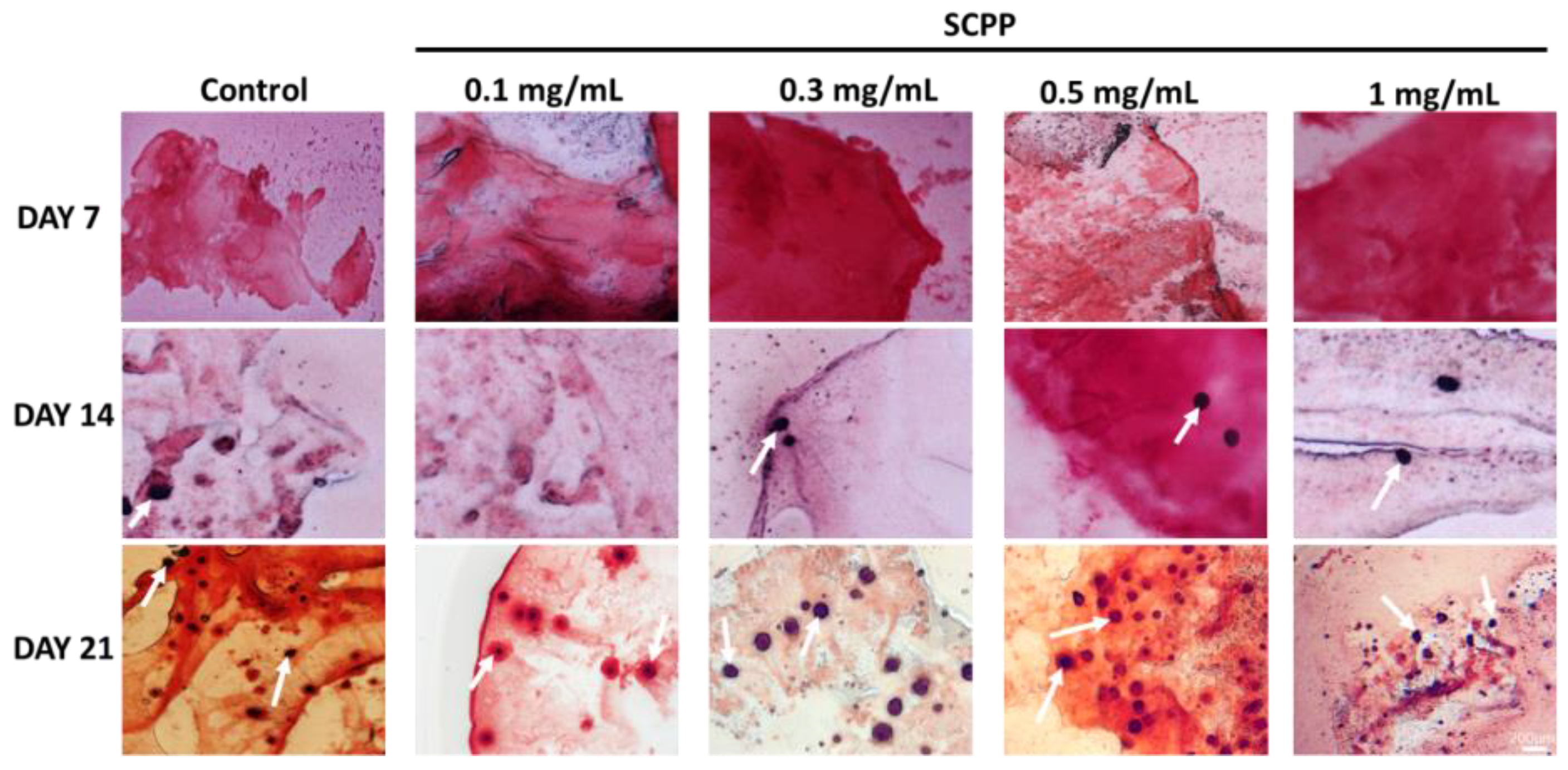 Pharmaceutics 15 00011 g010 Pharmaceutics 15 00011 g010